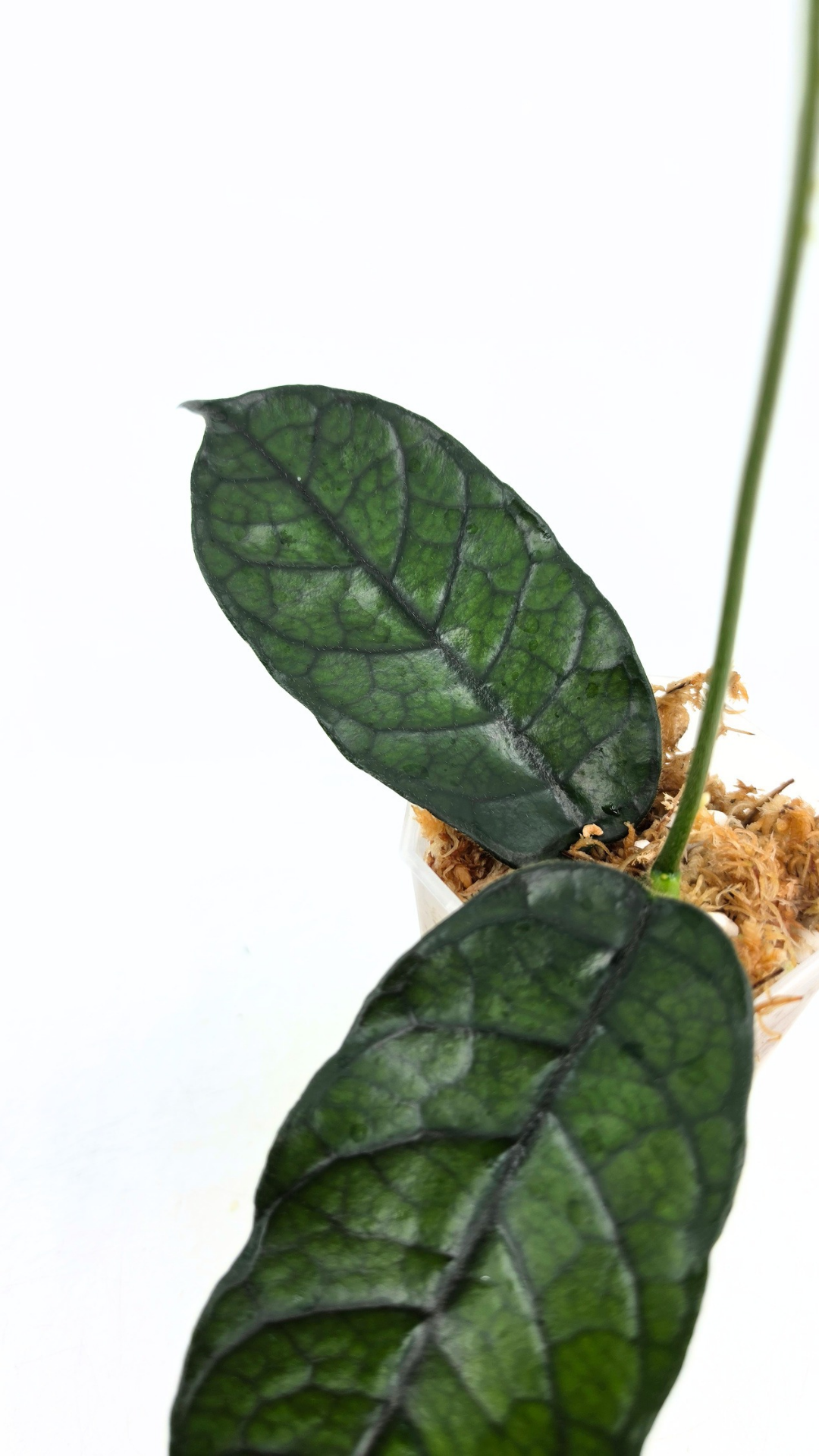 Rare waxplant Hoya Globulosa Cao Bang available for sale at rare plant shop The Leaf Gallery in Perth, Western Australia