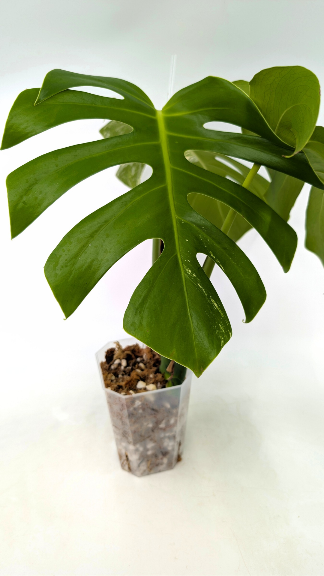 Rare indoor plant Monstera Borsigiana Albo Varigated available for sale at rare plant shop The Leaf Gallery in Perth, Western Australia