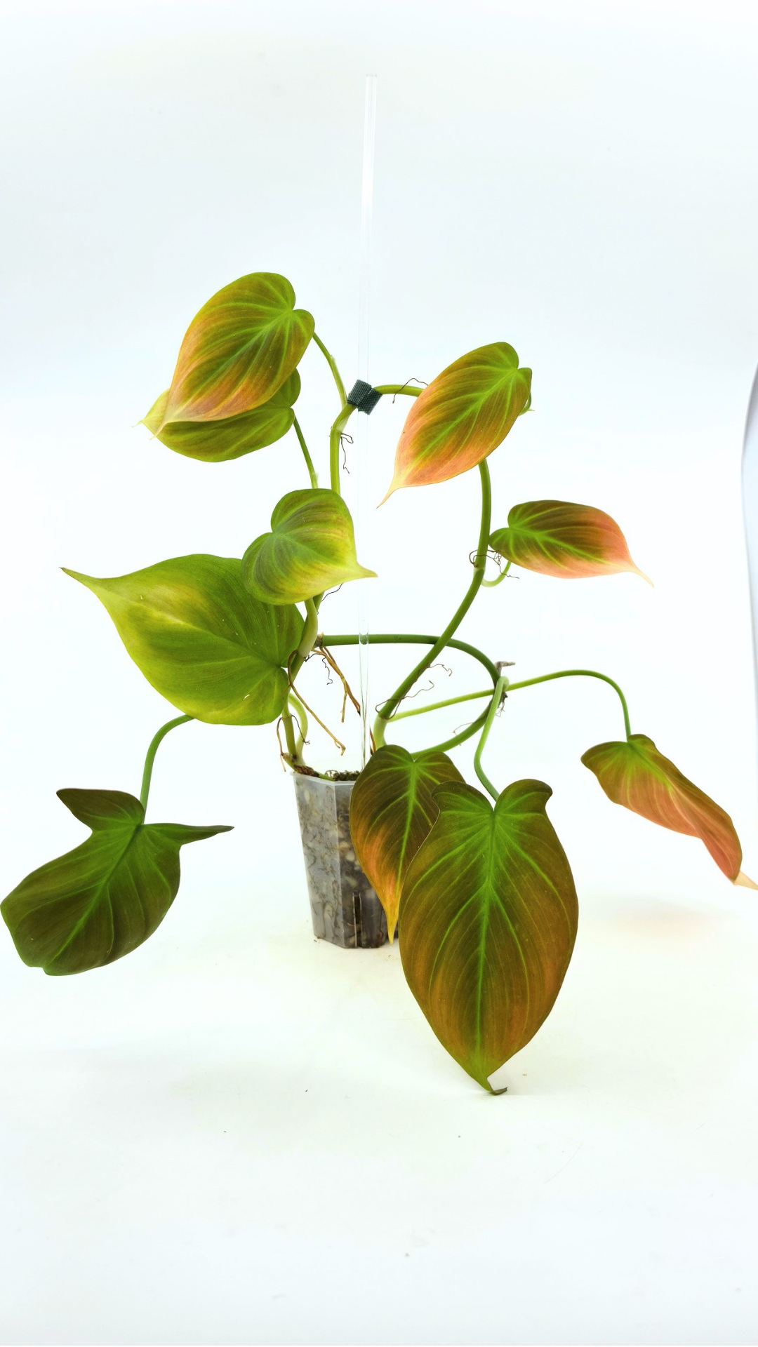 Uncommon indoor plant Philodendron Camposportoanum available for sale at rare house plant shop The Leaf Gallery in Perth, Western Australia