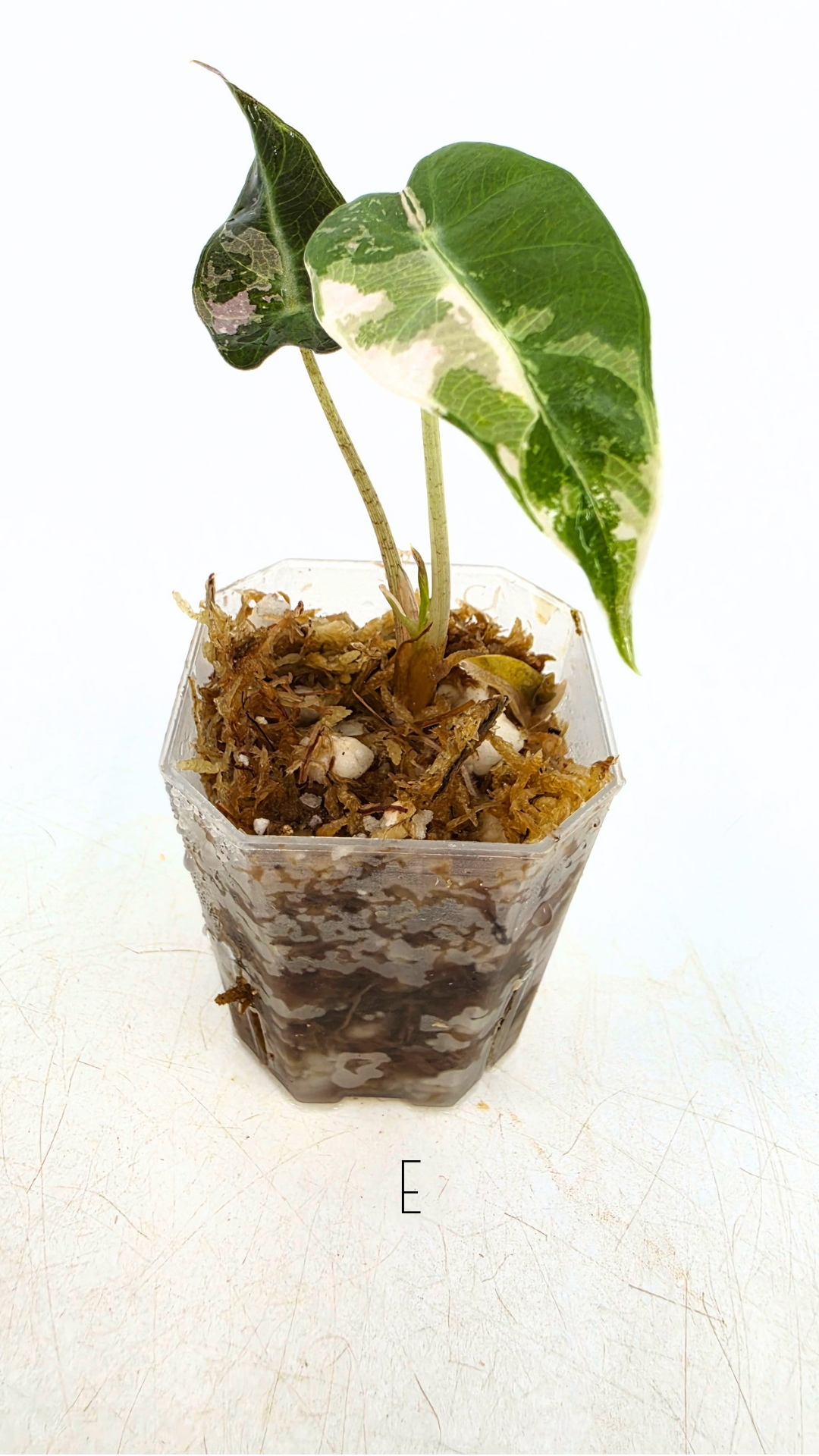 Rare indoor plant Alocasia Amazonica Bambino Pink TC plantlets available for sale at rare houseplant shop The Leaf Gallery in Perth, Western Australia