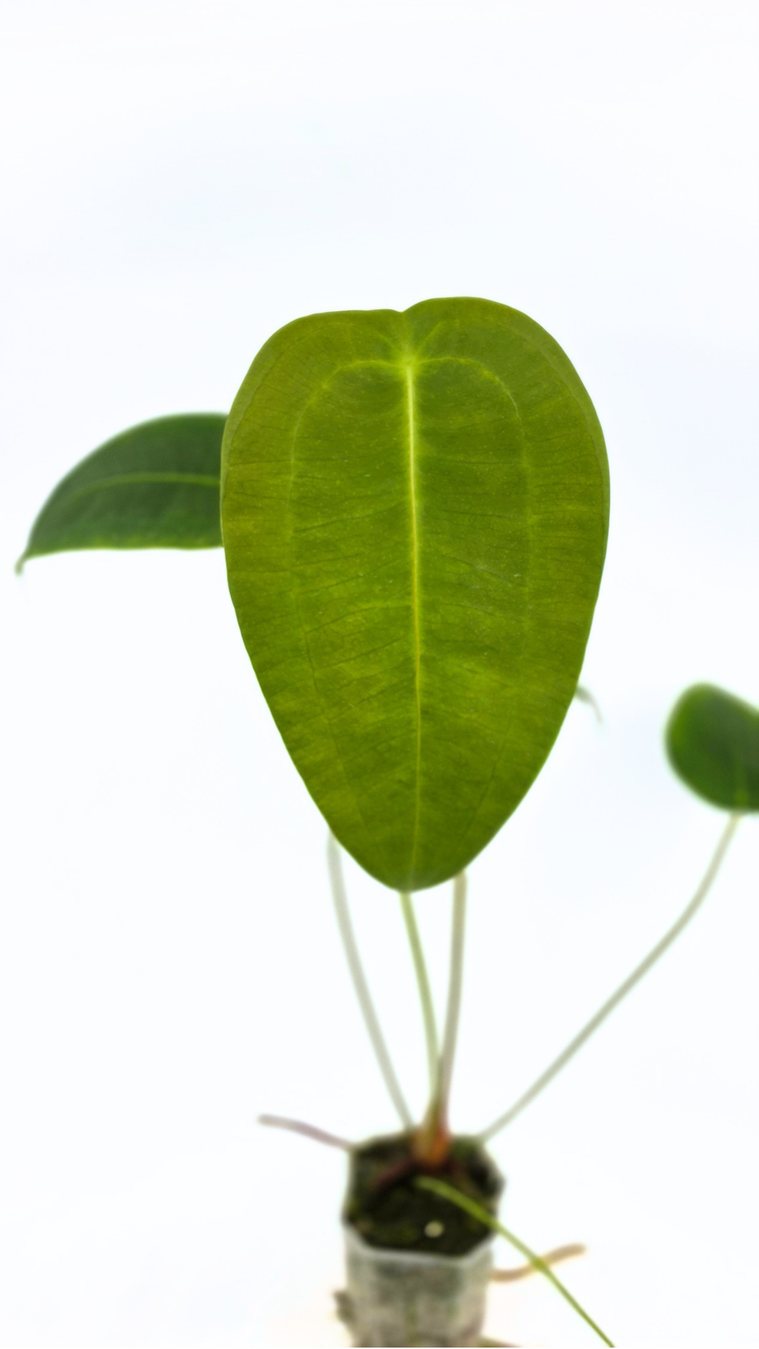 Rare house plant Anthurium Peltigerum available for sale at rare indoor plant shop The Leaf Gallery in Perth, Western Australia