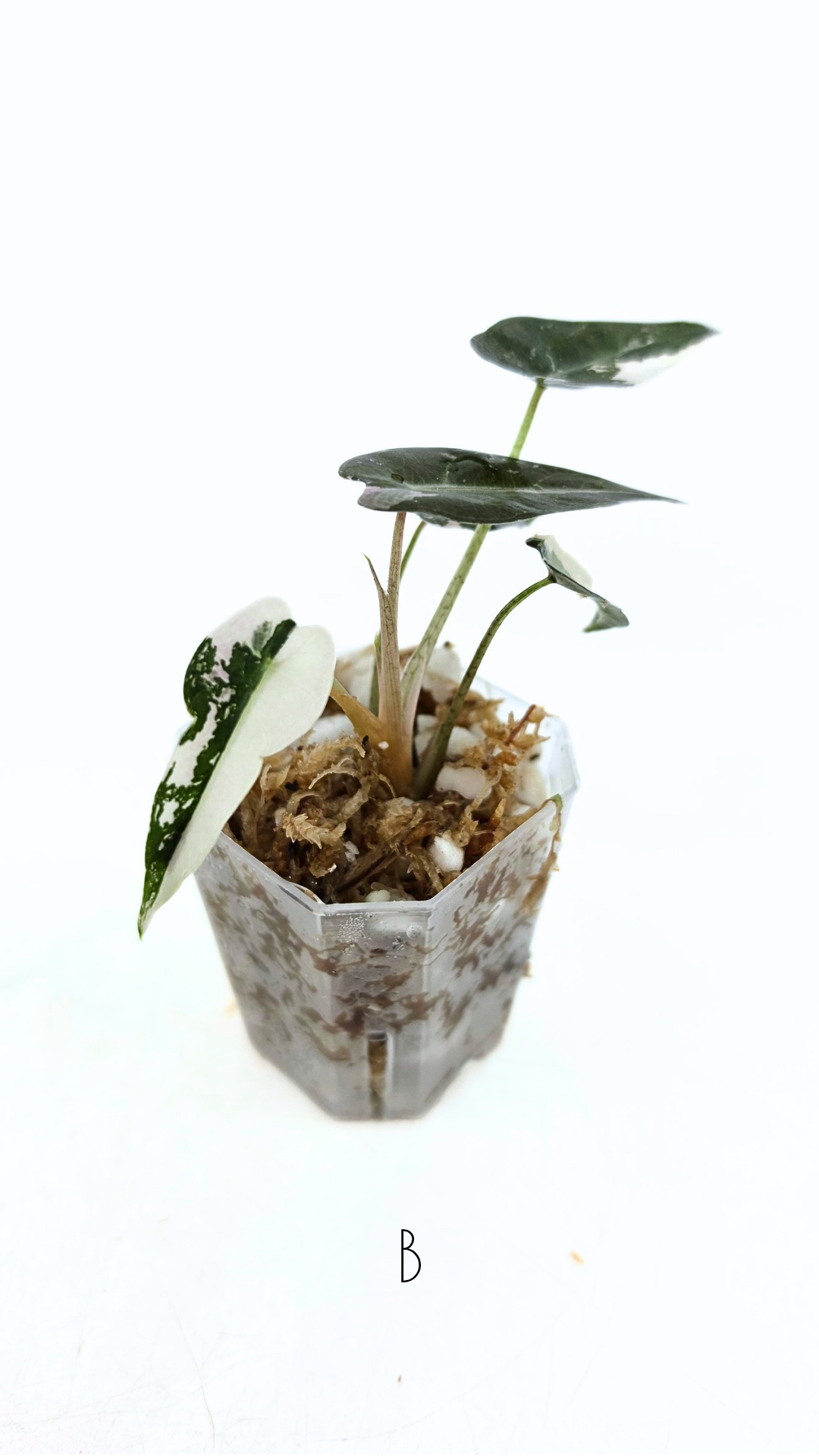 Rare indoor plant Alocasia Amazonica Bambino Pink TC plantlets available for sale at rare houseplant shop The Leaf Gallery in Perth, Western Australia