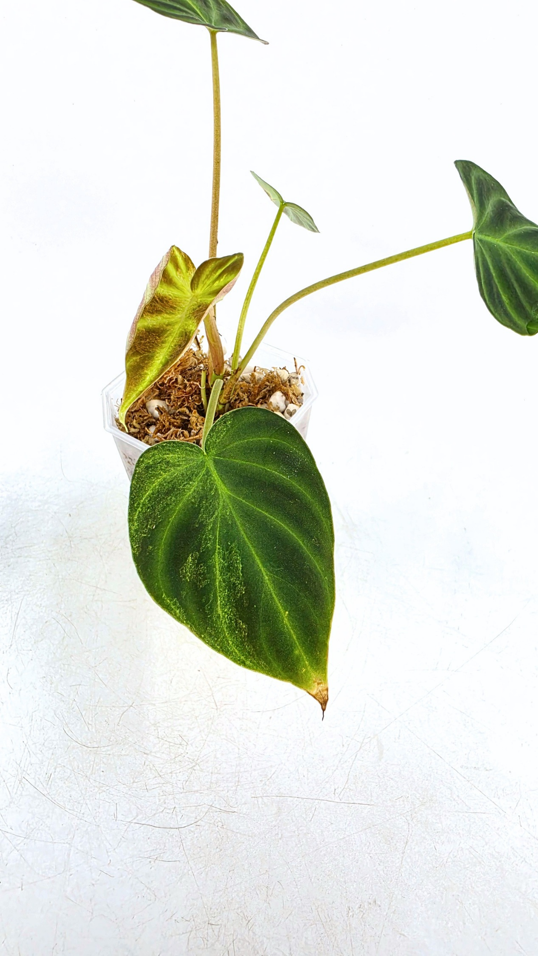 Rare indoor plant Philodendron Verrucusom Mint Variegated available for sale at rare house plant shop The Leaf Gallery in Perth, Western Australia