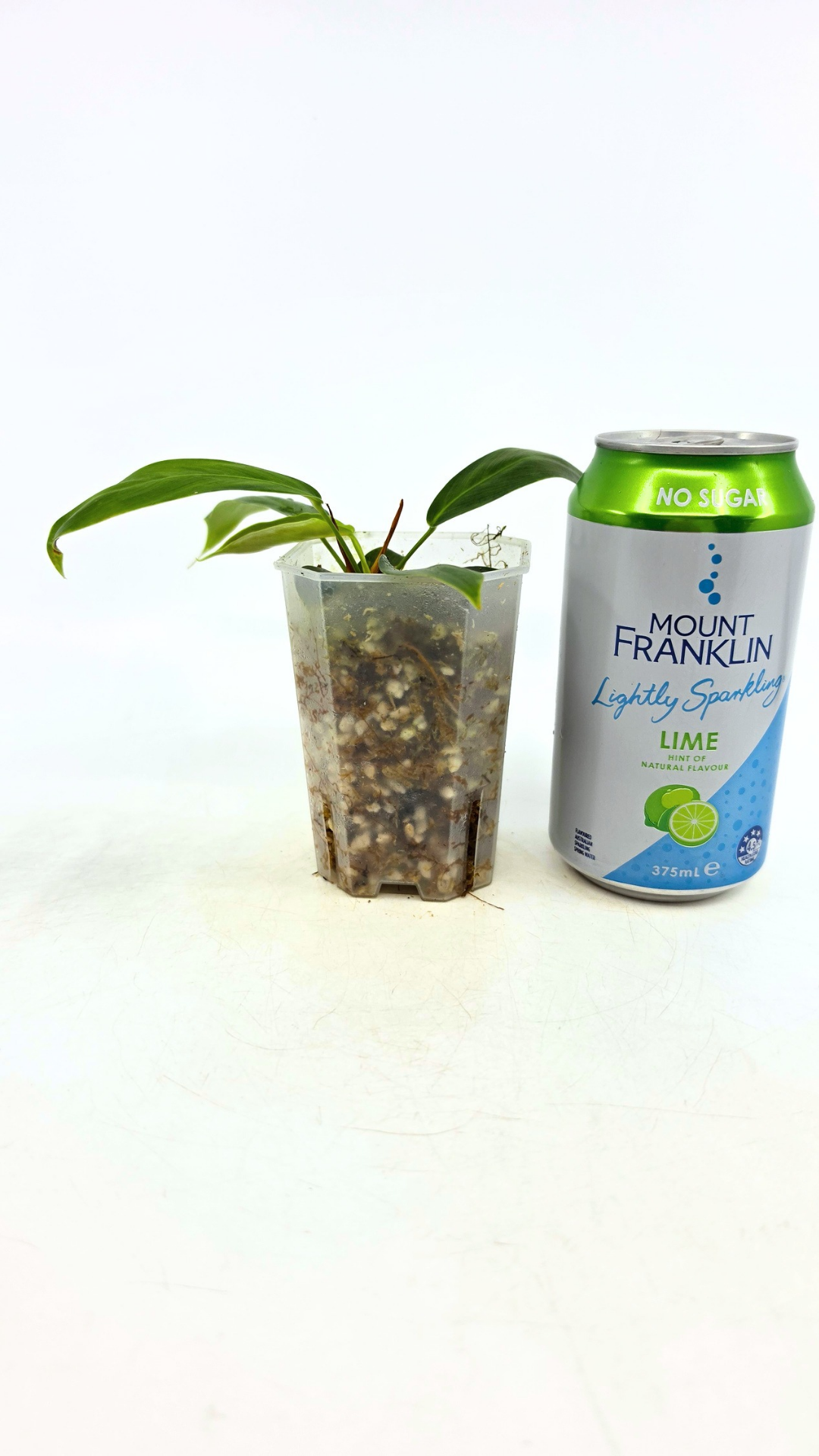 Rare indoor plant Philodendron Patriciae for sale at The Leaf Gallery in Perth, Western Australia