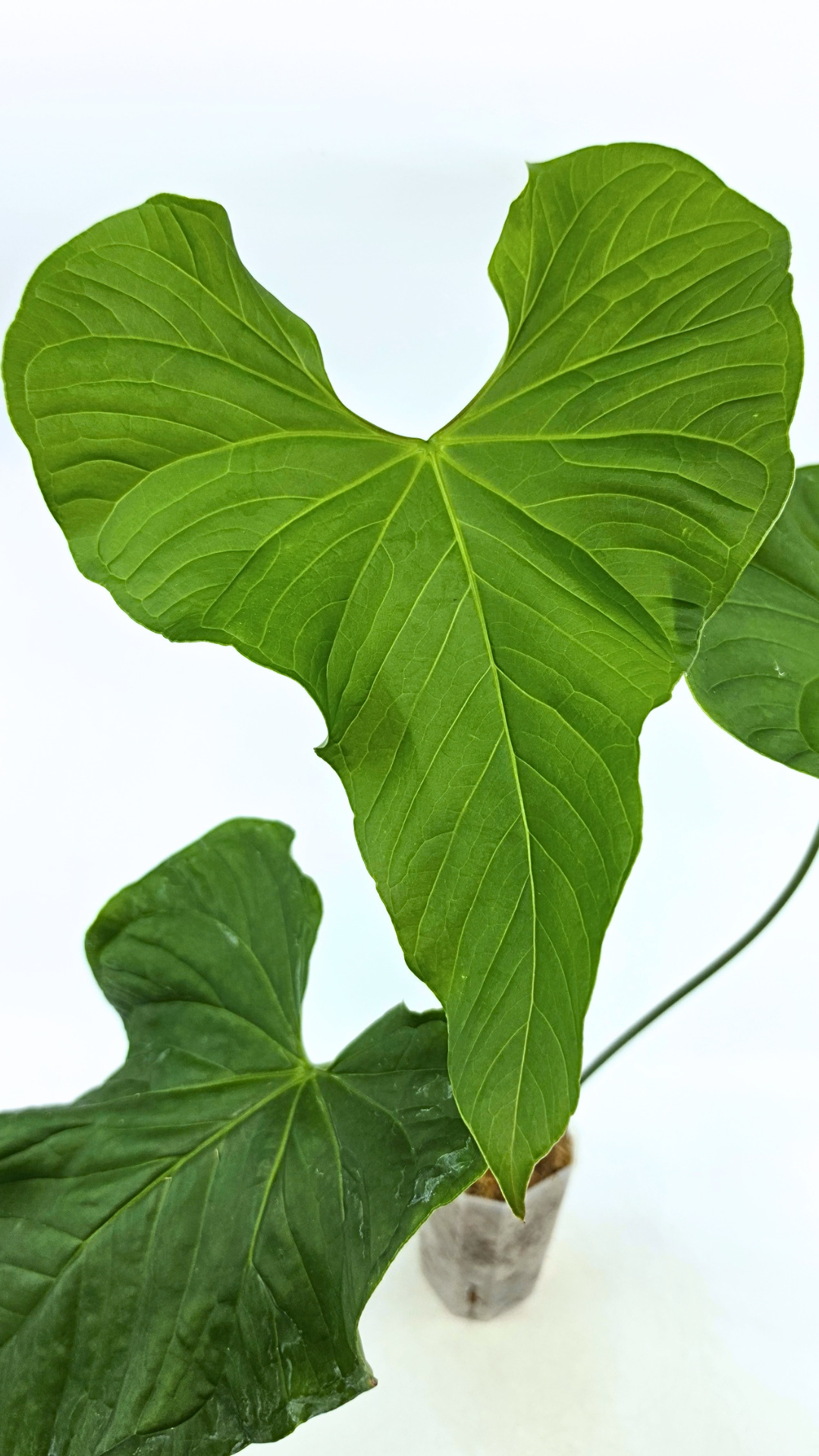 Uncommon indoor plant Anthurium Balaoanum available for sale at rare plant shop The Leaf Gallery in Perth, Western Australia