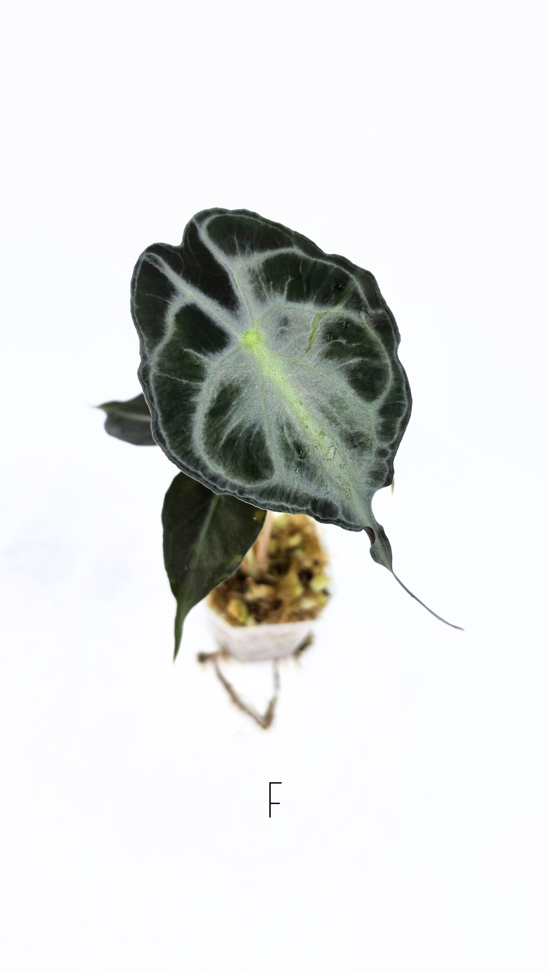 Rare indoor plant Alocasia Venom available for sale at rare house plant shop The Leaf Gallery in Perth, Western Australia