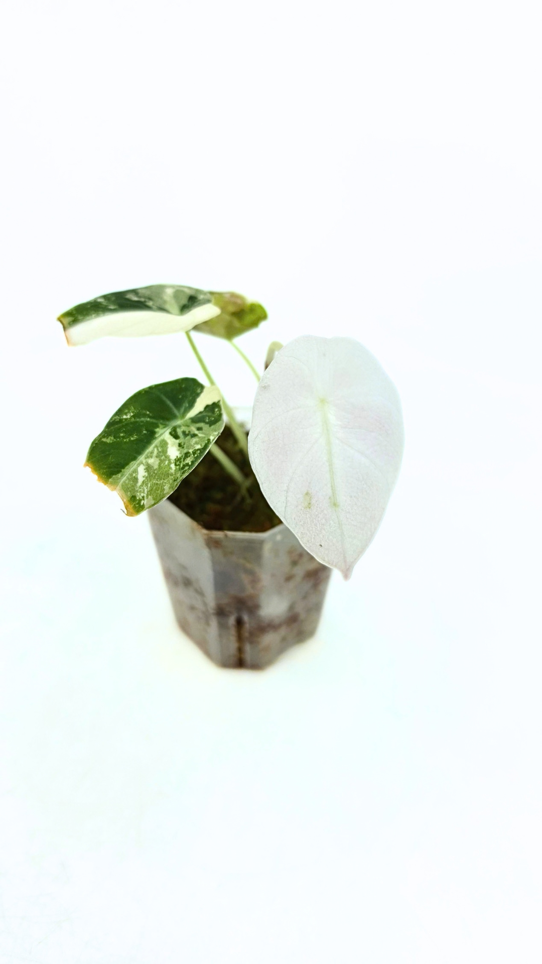 Rare indoor plant Alocasia Black Velvet Pink Variegated available for sale from rare house plant shop The Leaf Gallery in Perth, Western Australia