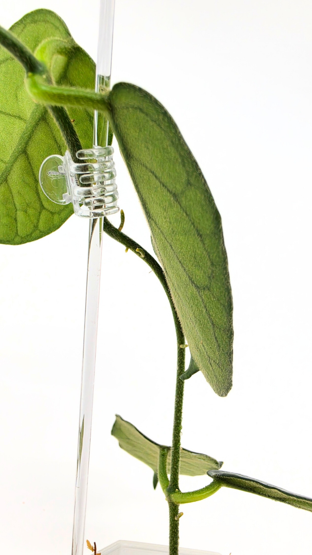 Rare waxplant Hoya Globulosa Cao Bang available for sale at rare plant shop The Leaf Gallery in Perth, Western Australia