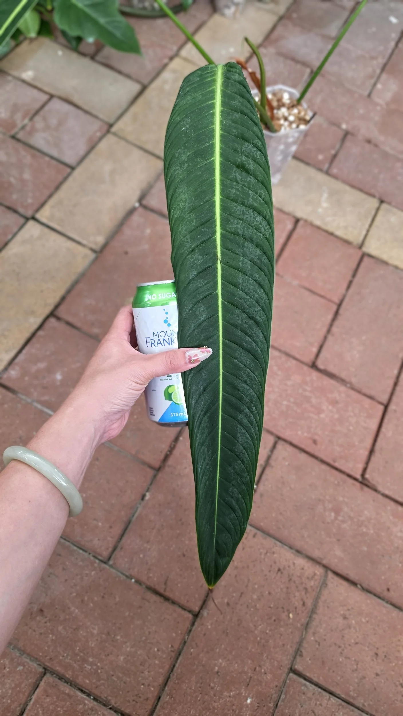 Rare Indoor Plant Philodendron Heterocraspedon for sale at rare plant shop The Leaf Gallery in Perth, Western Australia