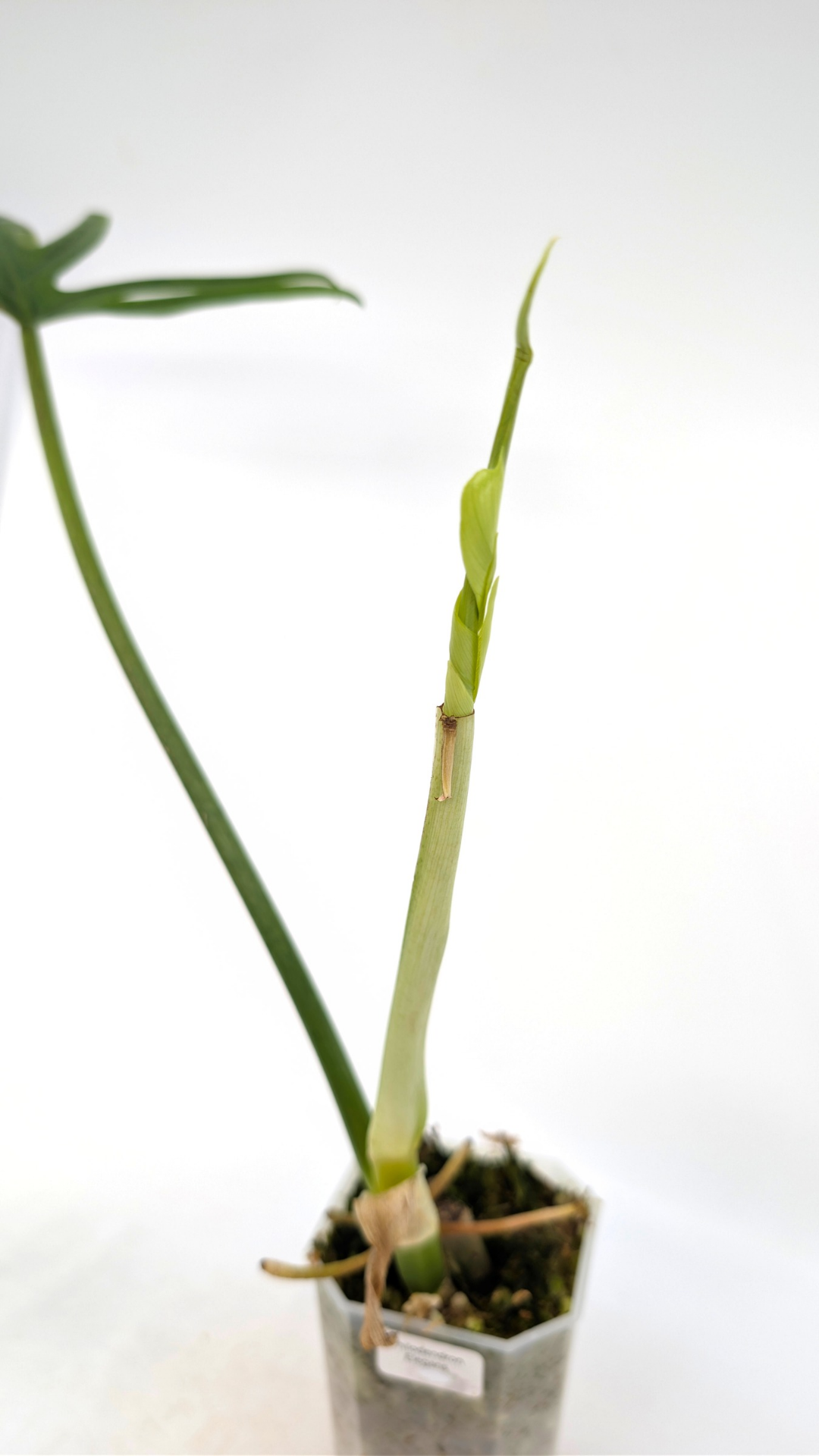 Uncommon indoor plant Philodendron Elegans available for sale at rare plant shop The Leaf Gallery in Perth, Western Australia