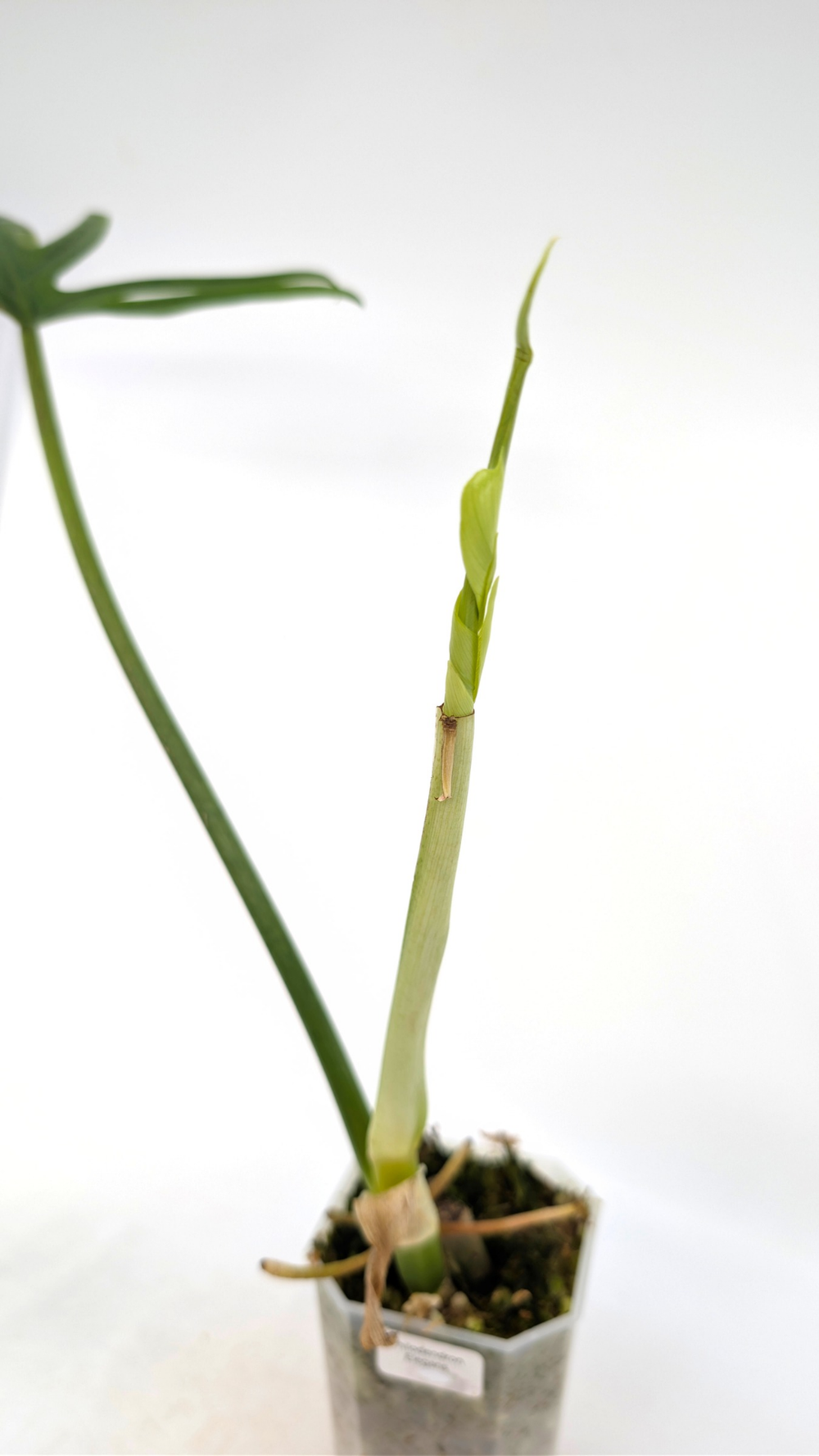 Philodendron Elegans  The Leaf Gallery