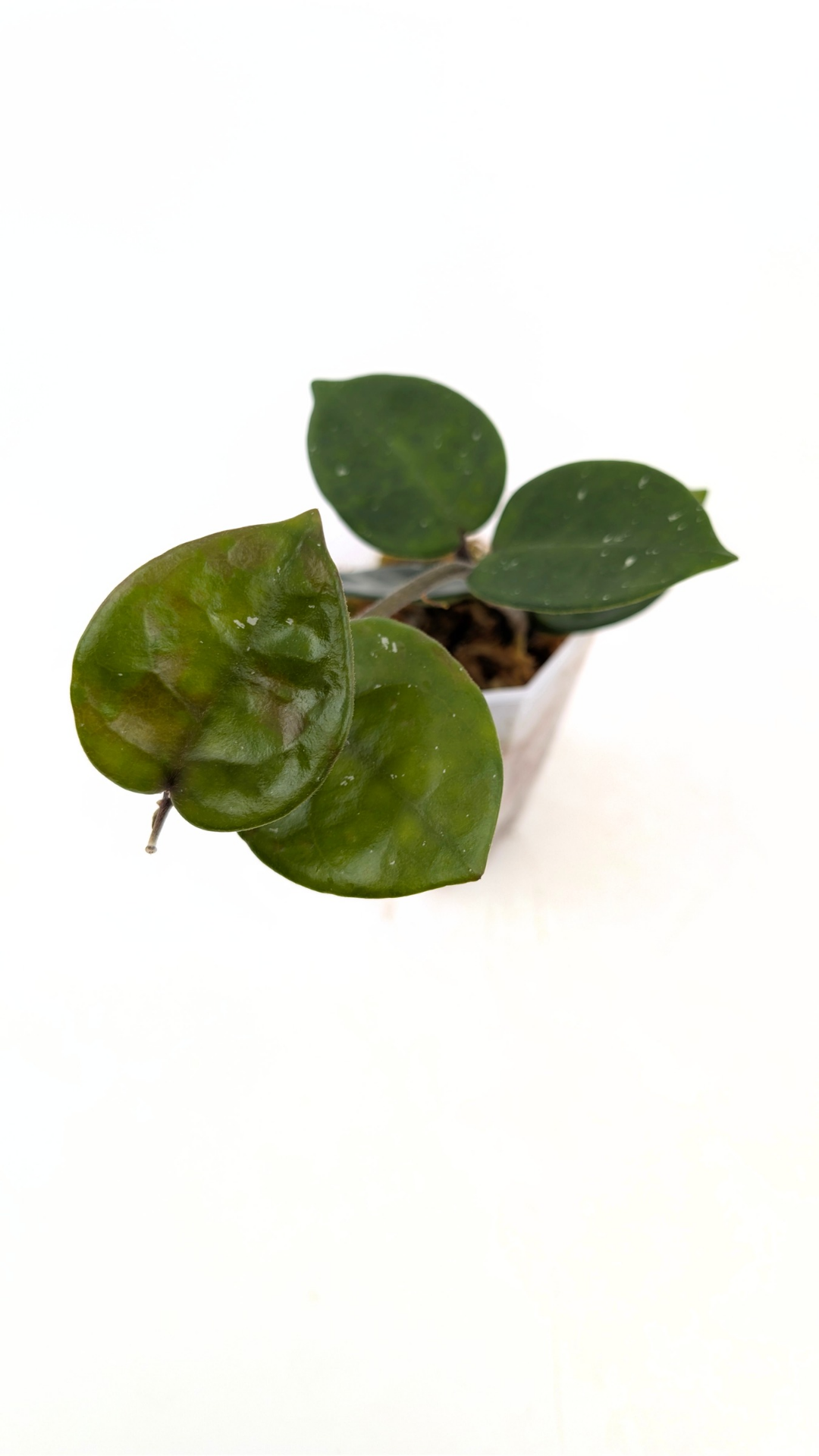 Rare indoor plant hoya carnosa chelsea propagated by and available for sale at rare plant shop The Leaf Gallery in Perth.