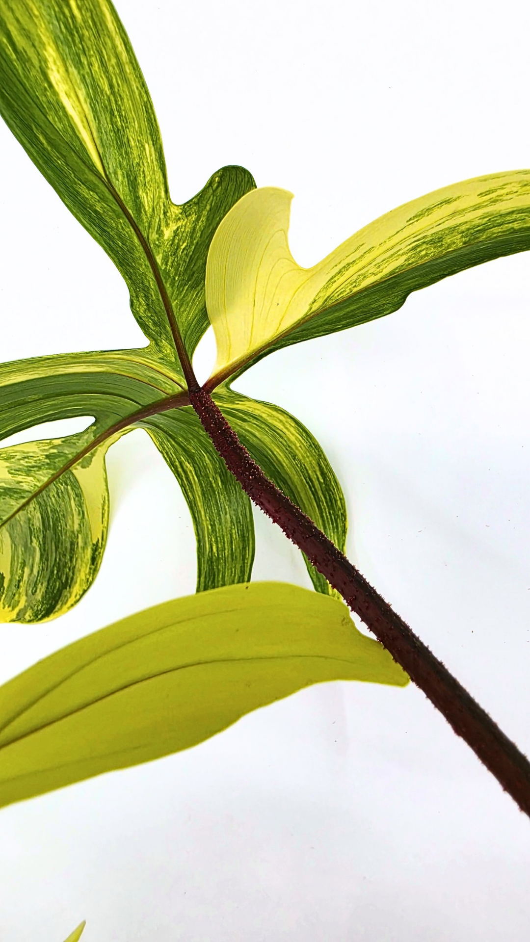 Rare indoor plant Philodendron Florida Beauty Varigated available at rare plant shop The Leaf Gallery in Perth, Western Australia