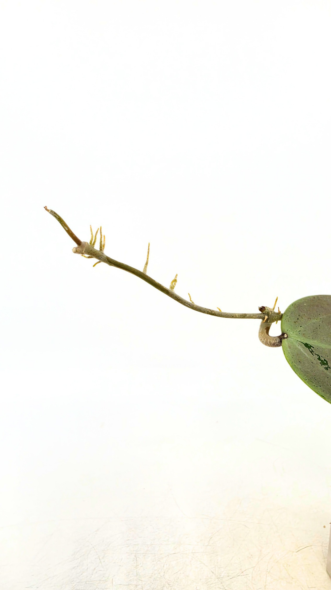 Rare waxplant Hoya Verticillata Silver Heart available for sale at rare indoor plant shop The Leaf Gallery in Perth, Western Australia
