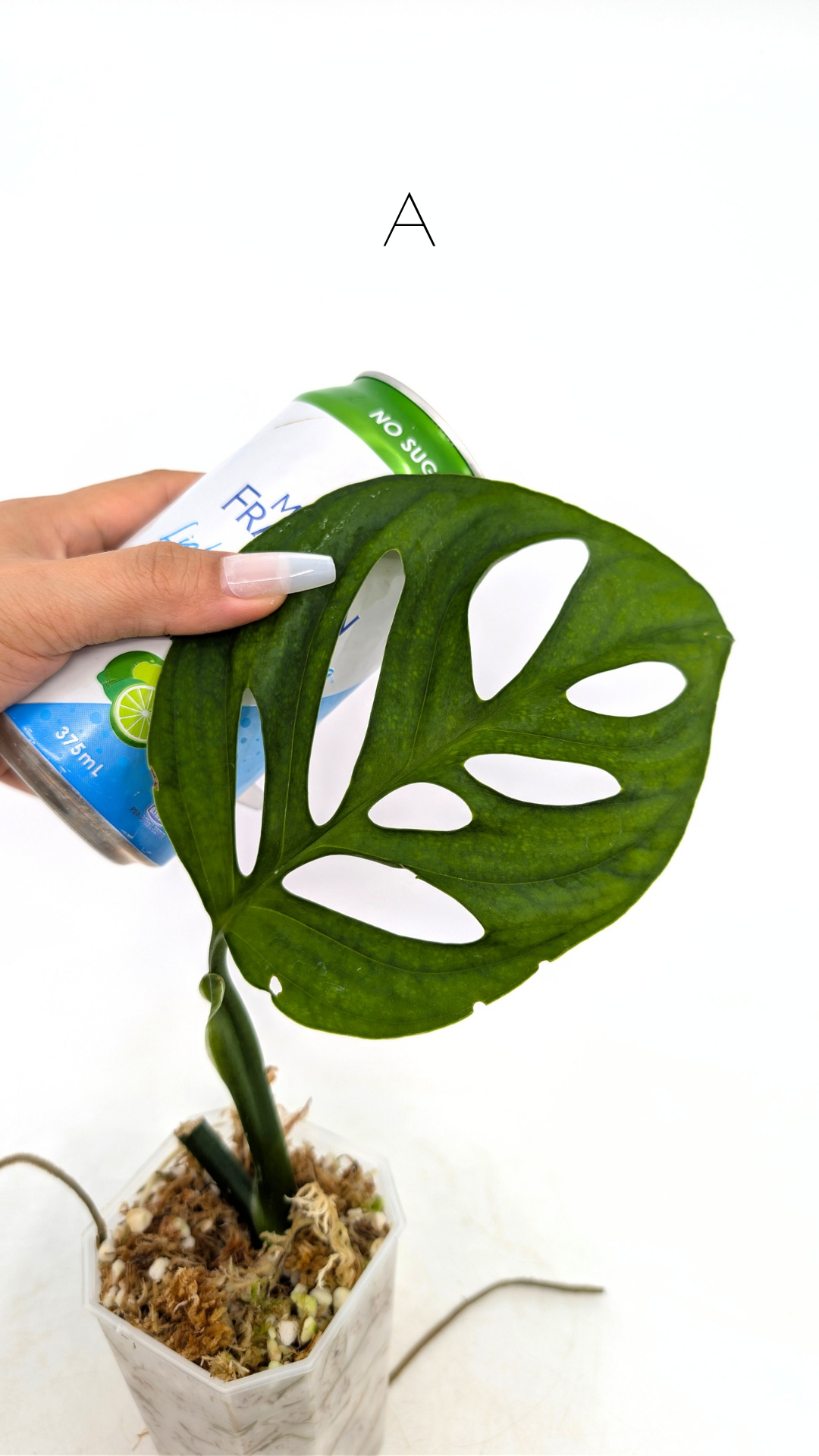 Rare plant Monstera Esqueleto or Monstera Epipremnoides propagated by rare indoor plant shop The Leaf Gallery in Perth, Western Australia