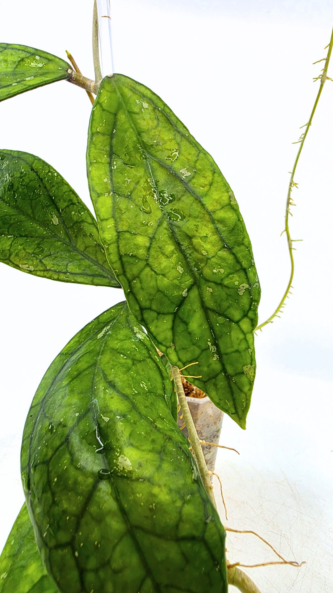 Rare waxplant Hoya Decipulae available for sale at rare indoor plant shop The Leaf Gallery in Perth, Western Australia