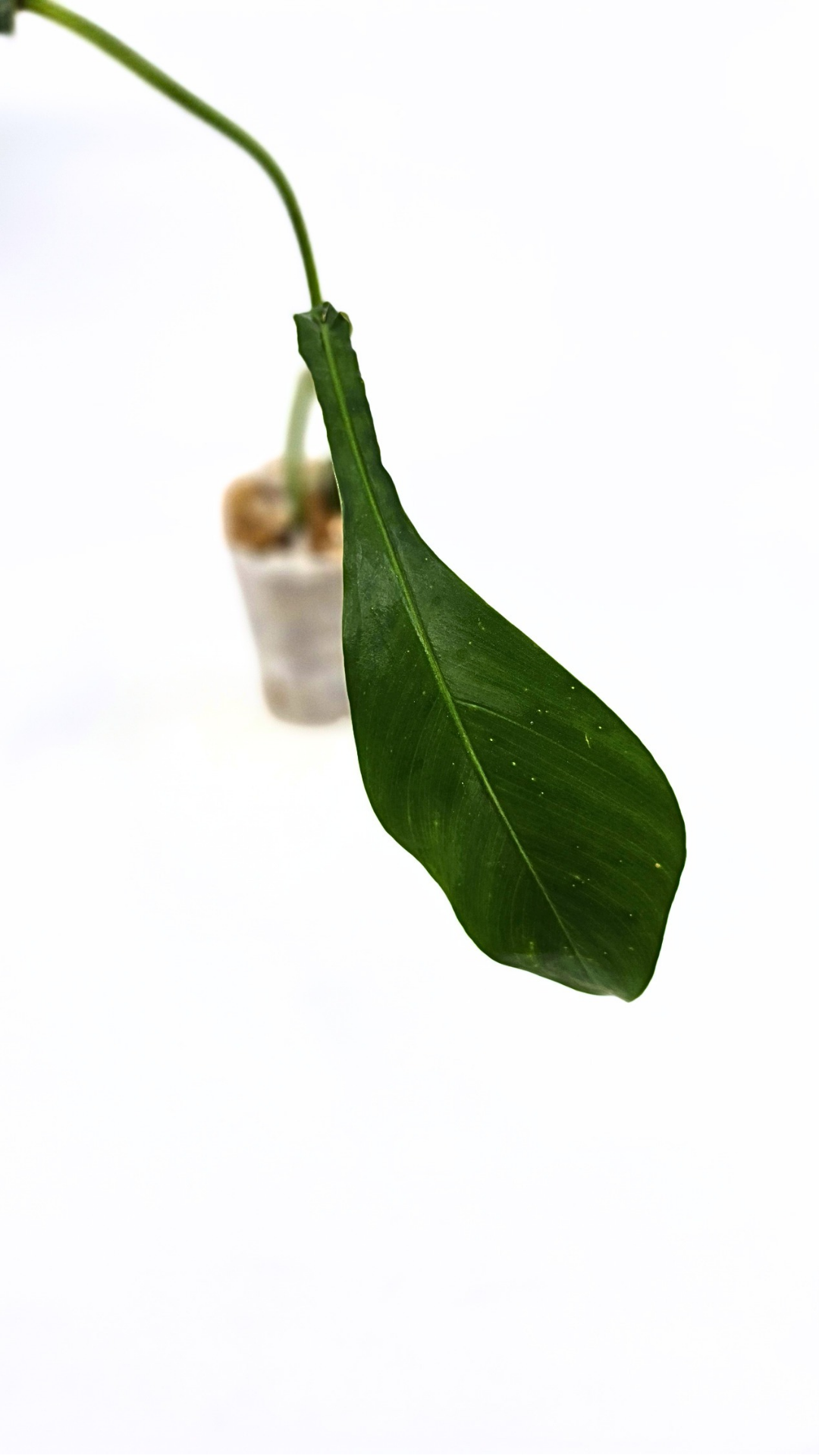 Rare plant Philodendron Joepii available at rare plant shop The Leaf Gallery in Perth, Western Australia