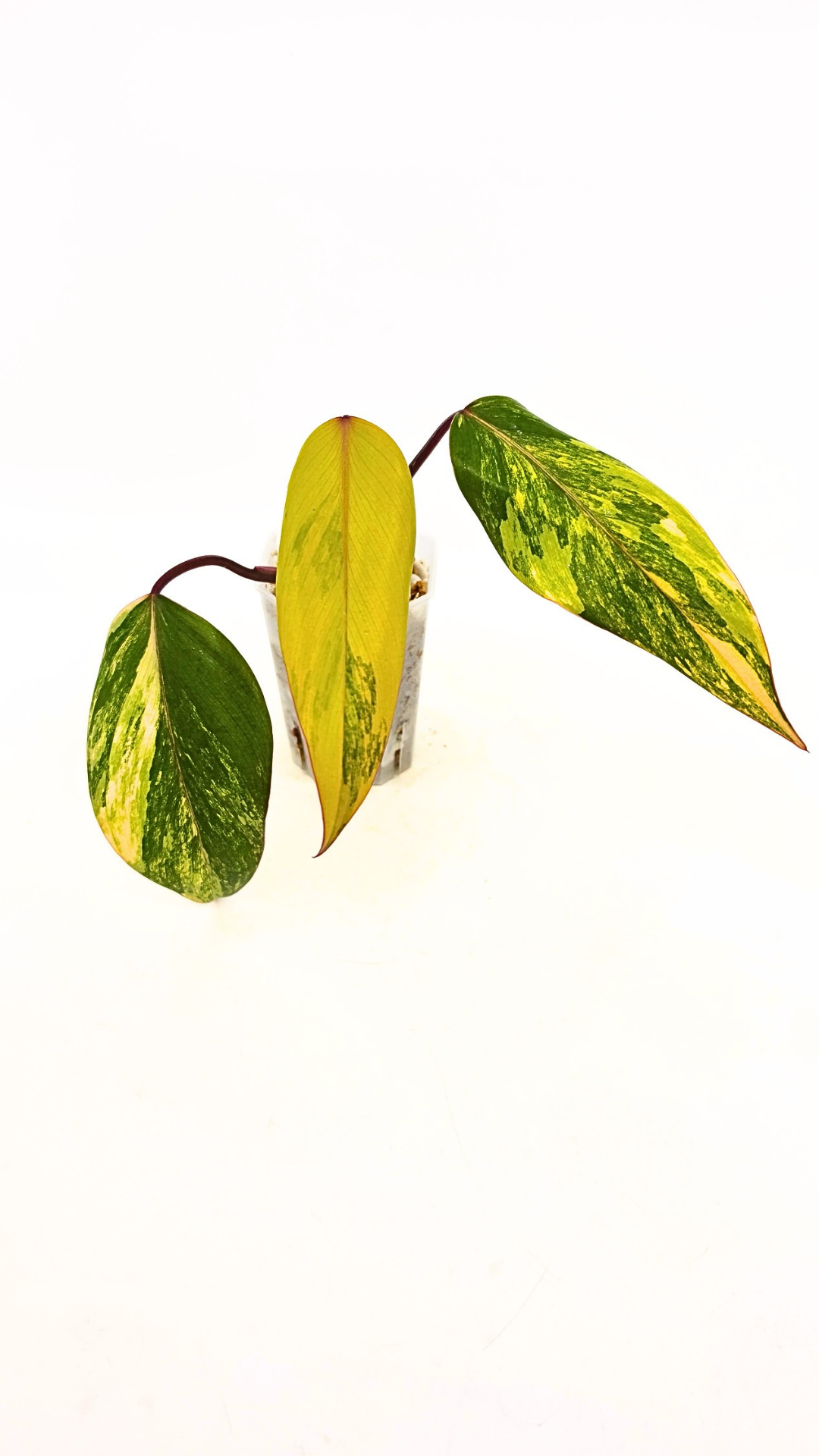 Rare indoor plant Philodendron Strawberry Shake grown and propagated by rare plant shop The Leaf Gallery in Perth, Western Australia