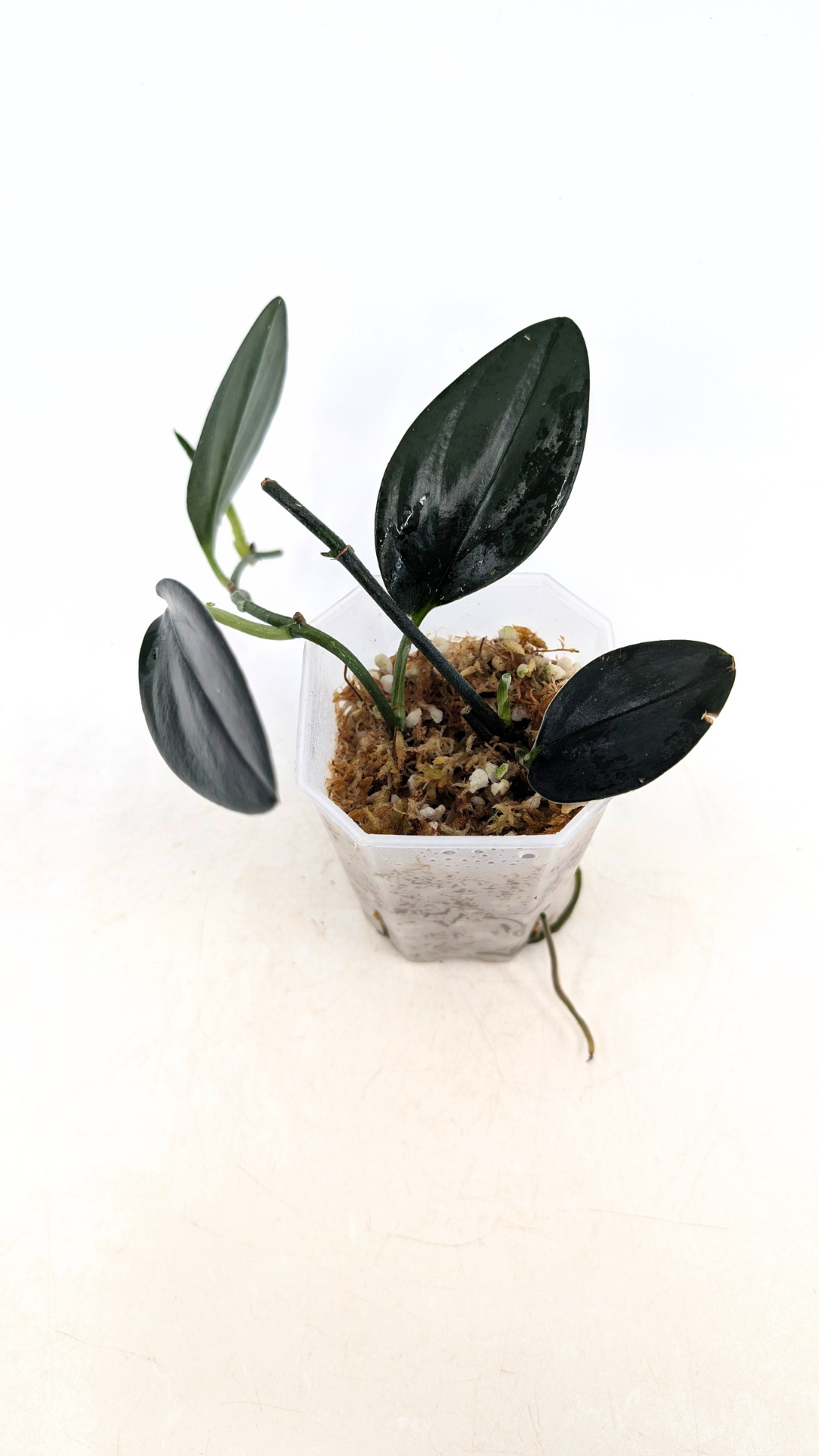 Rare plant scindapsus Treubii Dark available for sale at rare plant shop The Leaf Gallery in Perth, Western Australia