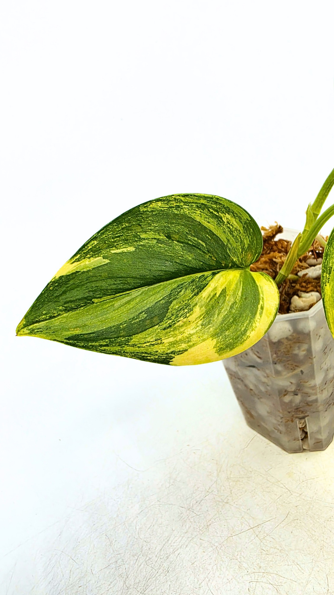 Rare houseplant Scindapsus Treubii Moonlight Aurea Variegated (Rubicon) available at rare indoor plant shop The Leaf Gallery in Perth, Western Australia