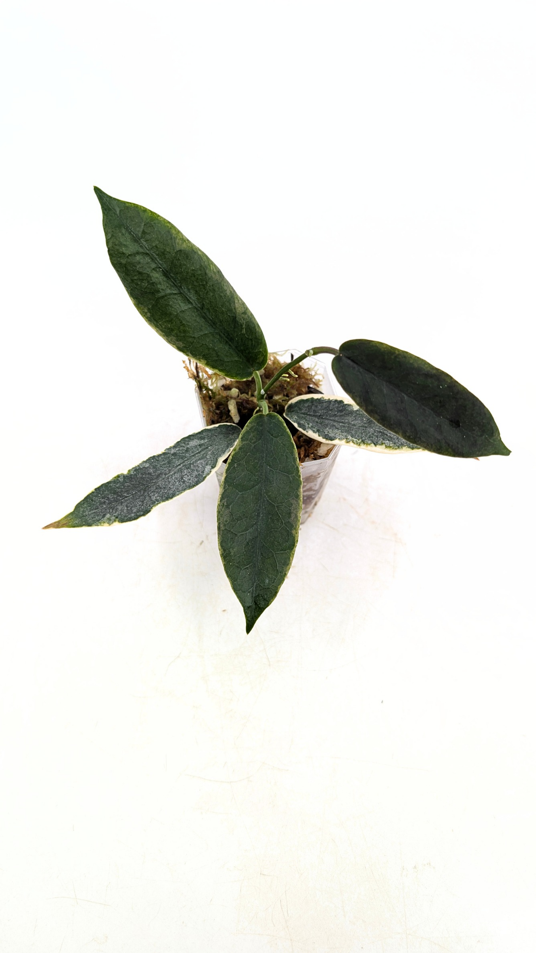 Rare waxplant Hoya Archboldiana Albomarginata available for sale at rare indoor plant shop The Leaf Gallery in Perth, Western Australia