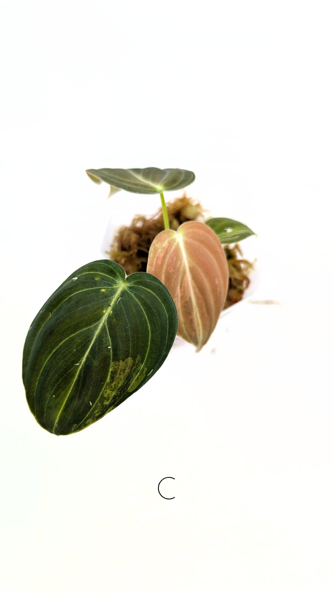 Rare plant Philodendron Melanochrysum Varigated available for sale at rare plant shop The Leaf Gallery in Perth, Western Australia