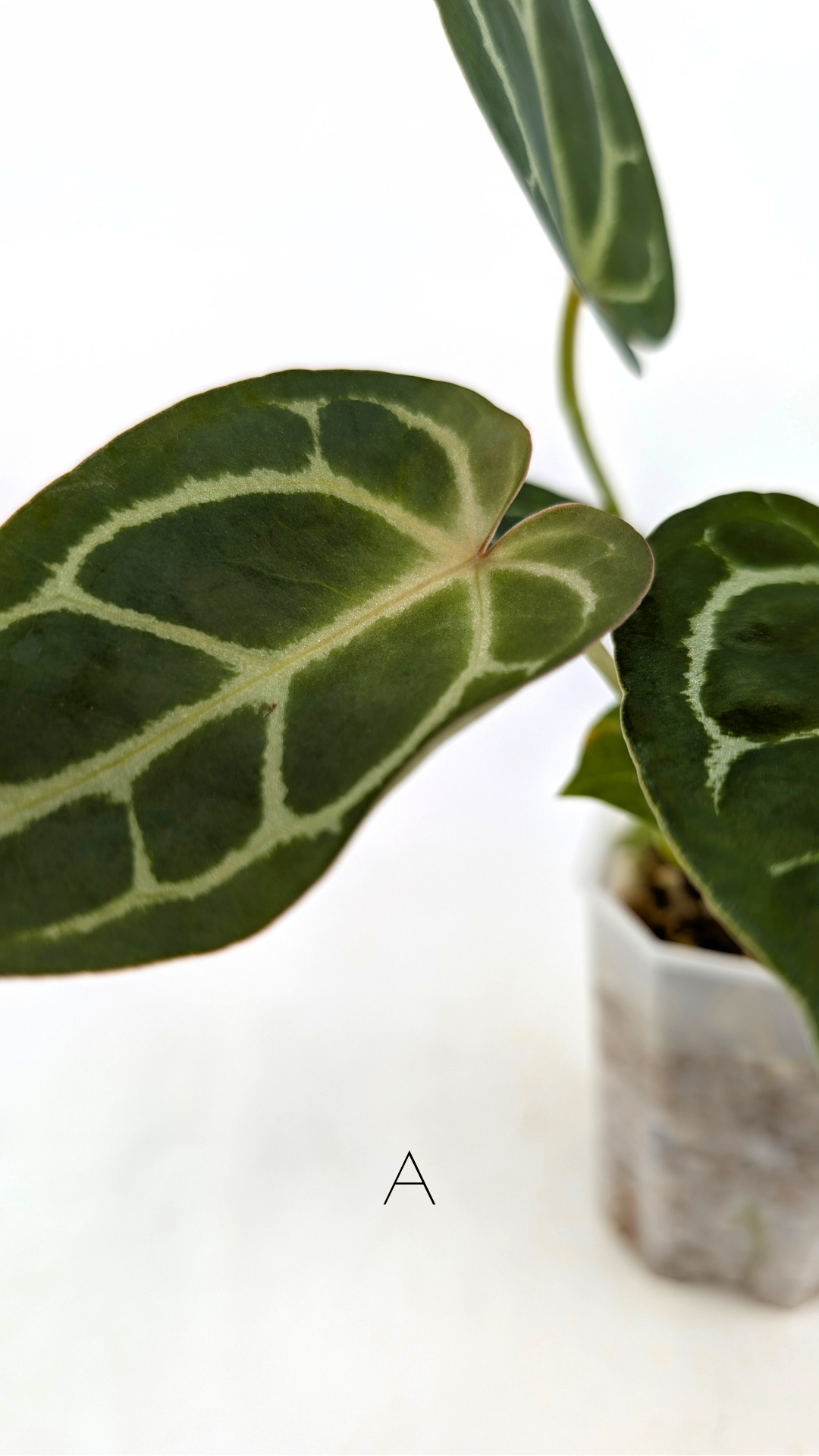 Rare anthurium hybrid Anthurium Dark Forgetii x Bessae Aff X Anthurium Michelle by The Leaf Gallery in Perth, Western Australia