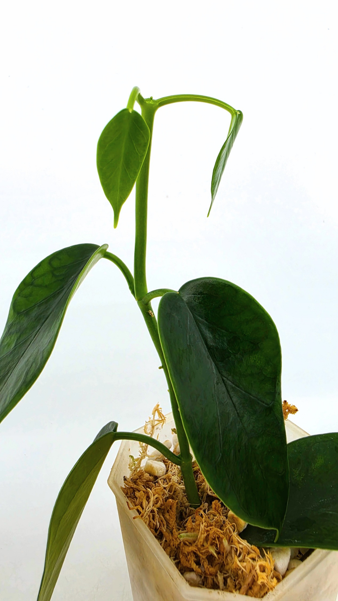 Rare waxplant Hoya Thailandica available for sale at rare plant shop The Leaf Gallery in Perth, Western Australia