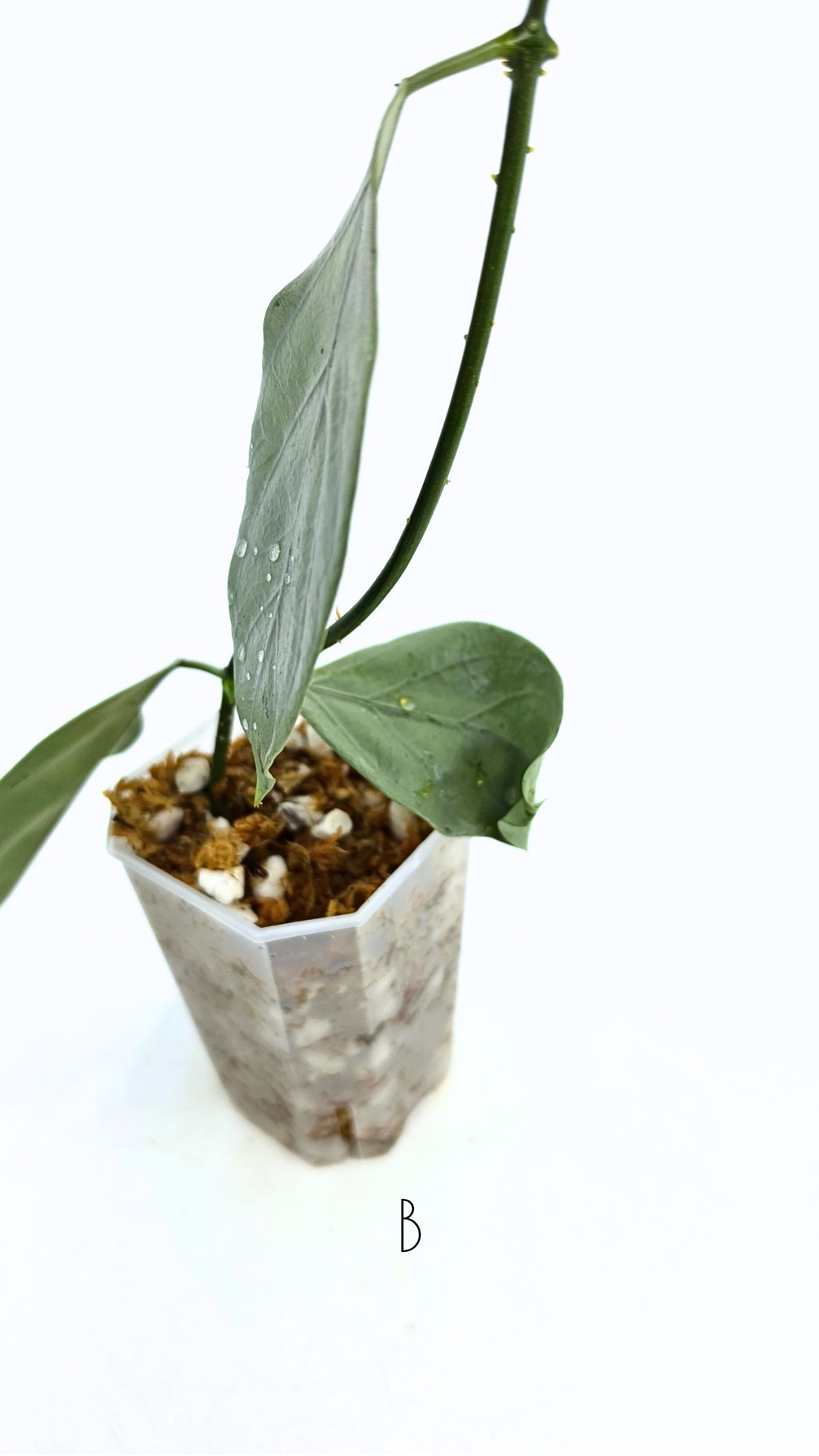 Rare waxplant Hoya Coriacea Silver available for sale at rare indoor plant shop The Leaf Gallery in Perth, Western Australia