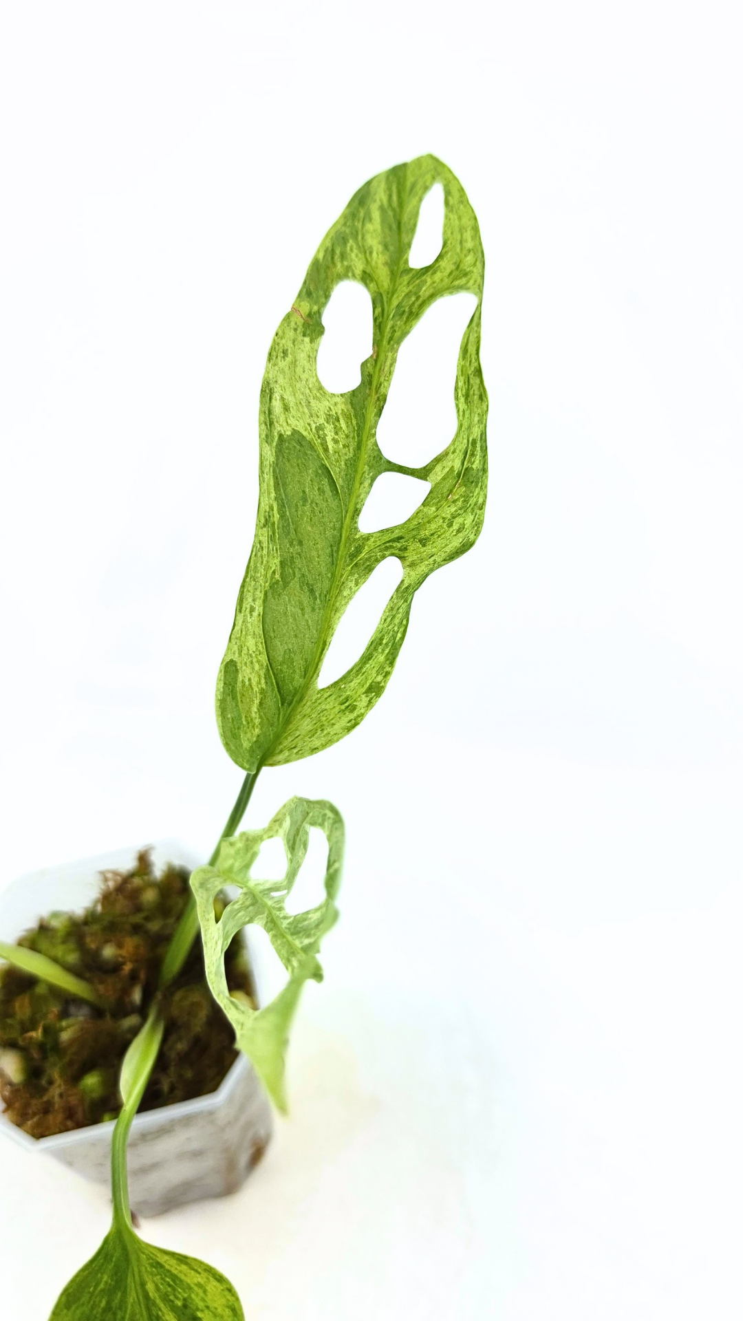 Rare indoor house plant Monstera Adansonii Mottled Mint Varigation available for sale at rare plant shop The Leaf Gallery in Perth, Western Australia
