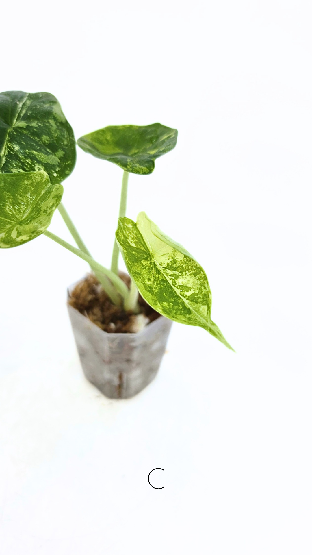 Sought after indoor plant Alocasia Dragon Scale Variegated available for sale at rare house plant shop The Leaf Gallery in Perth, Western Australia