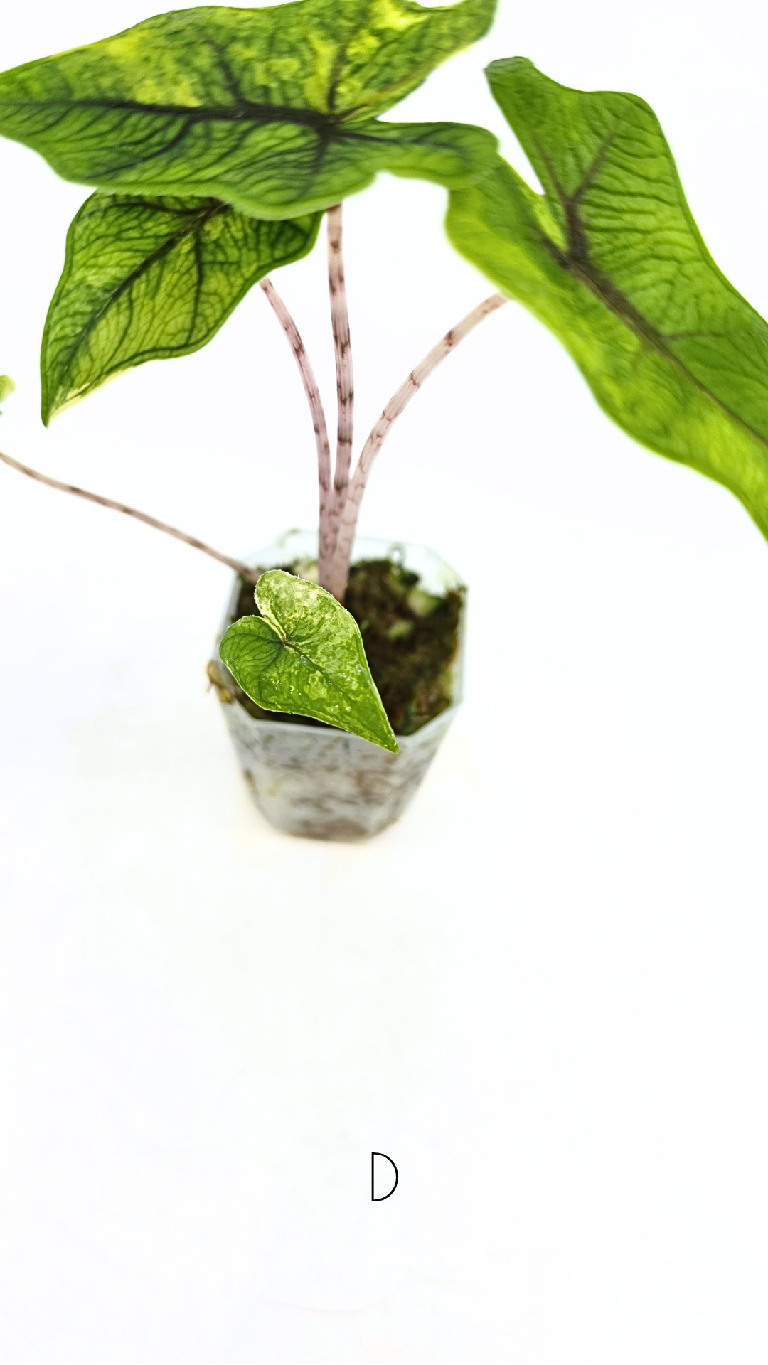 Rare indoor plant Alocasia Jacklyn Variegated available for sale at rare house plant shop The Leaf Gallery in Perth, Western Australia.