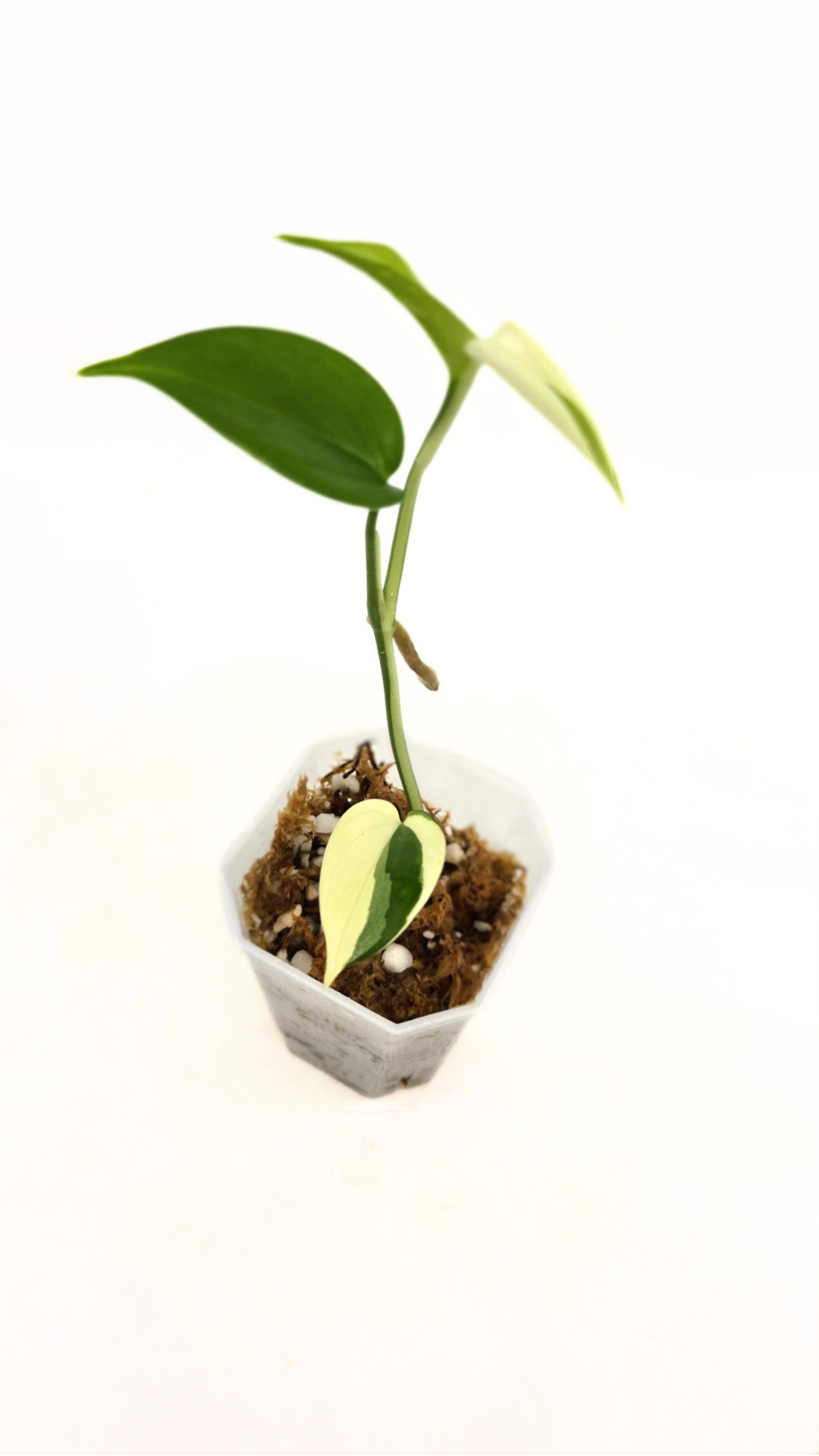 Rare plant Scindapsus Blue Albo Varigated available at rare plant shop The Leaf Gallery in Perth, Western Australia