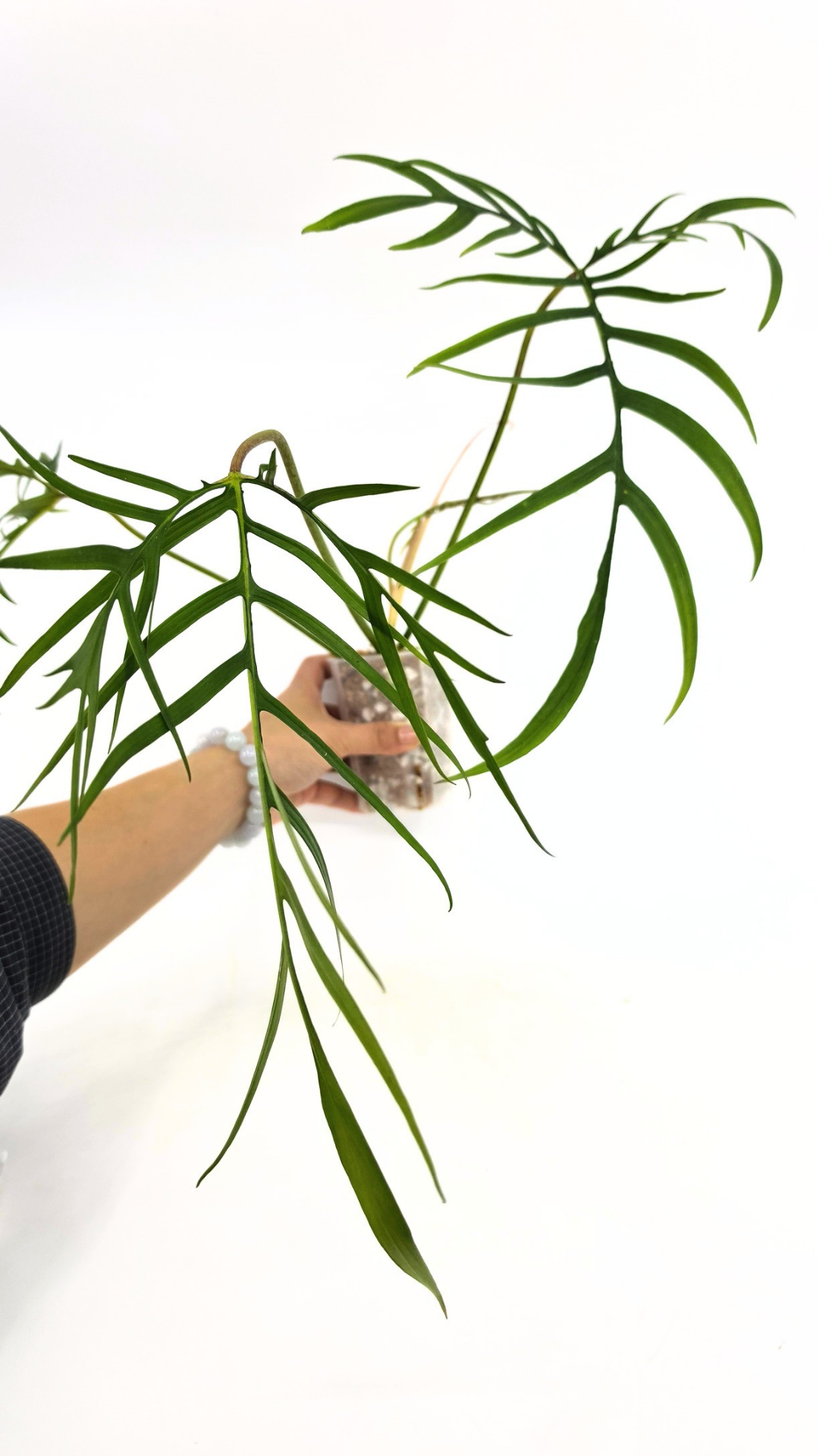 Rare indoor plant Philodendron Polypodioides available for sale at rare house plant shop The Leaf Gallery in Perth, Western Australia
