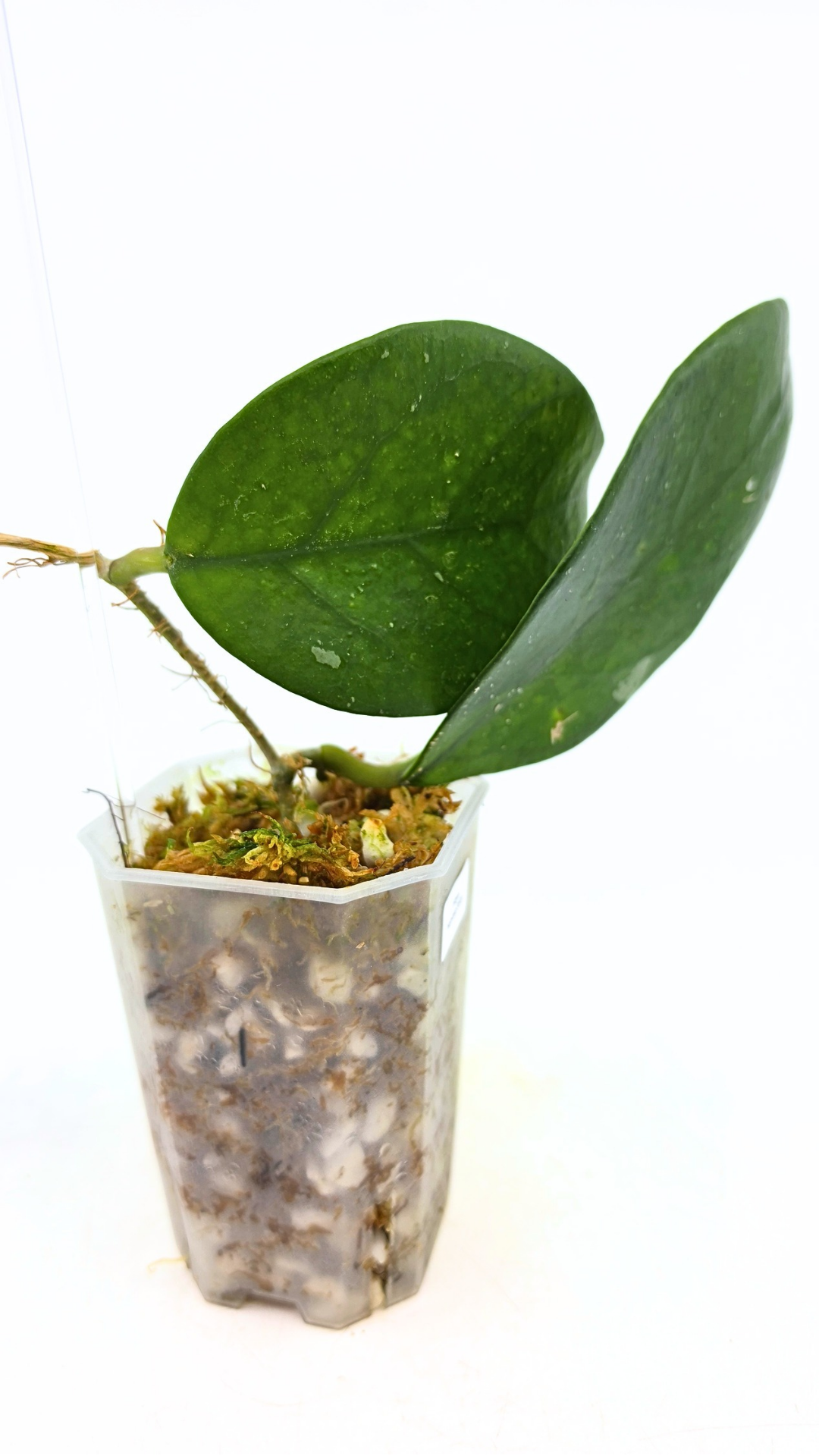 Rare waxplant Hoya Nervosa Jokul available for sale at rare plant shop The Leaf Gallery in Perth, Western Australia