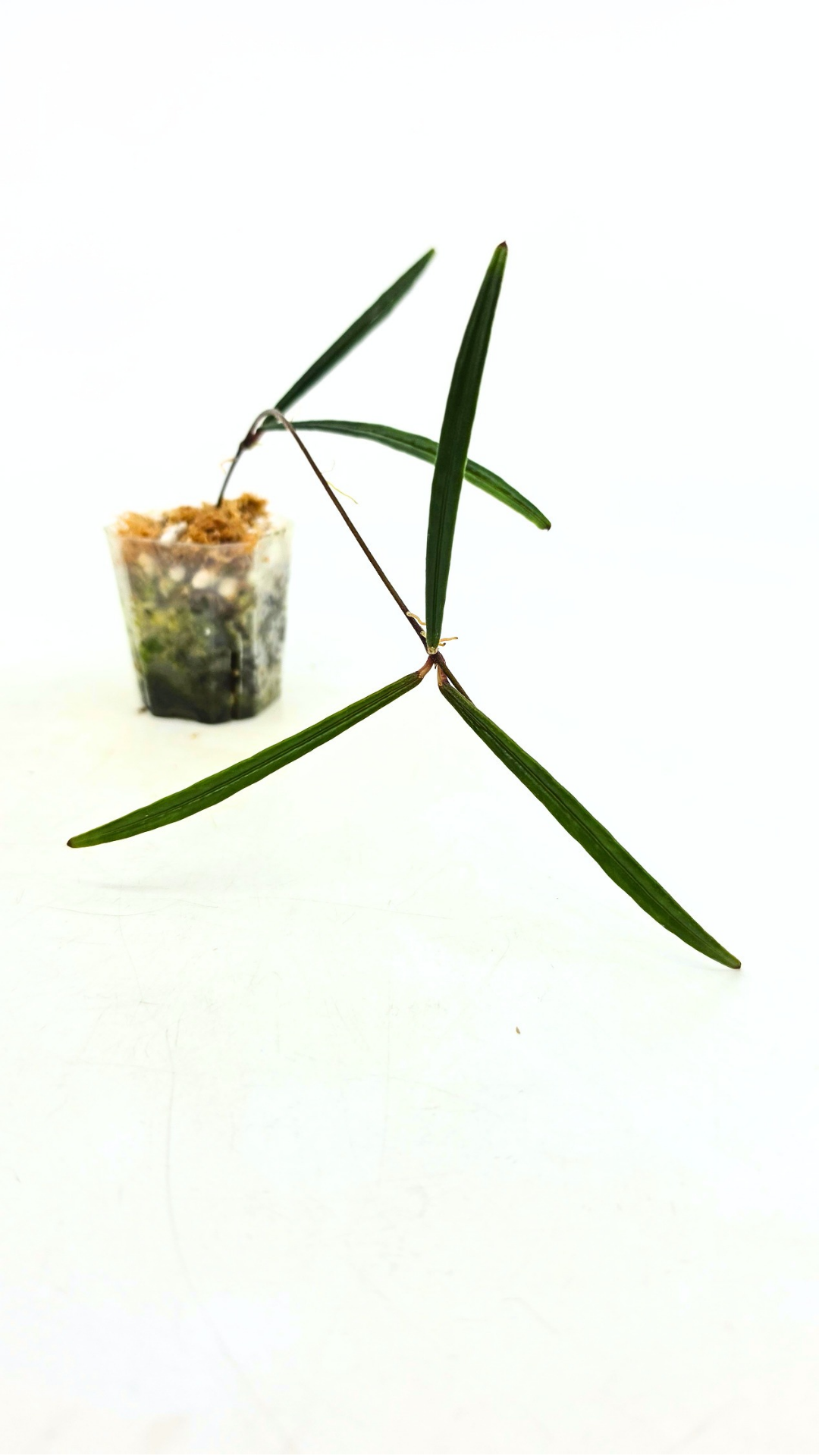 Rare waxplant Hoya Insularis available for sale at rare indoor plant shop The Leaf Gallery in Perth, Western Australia