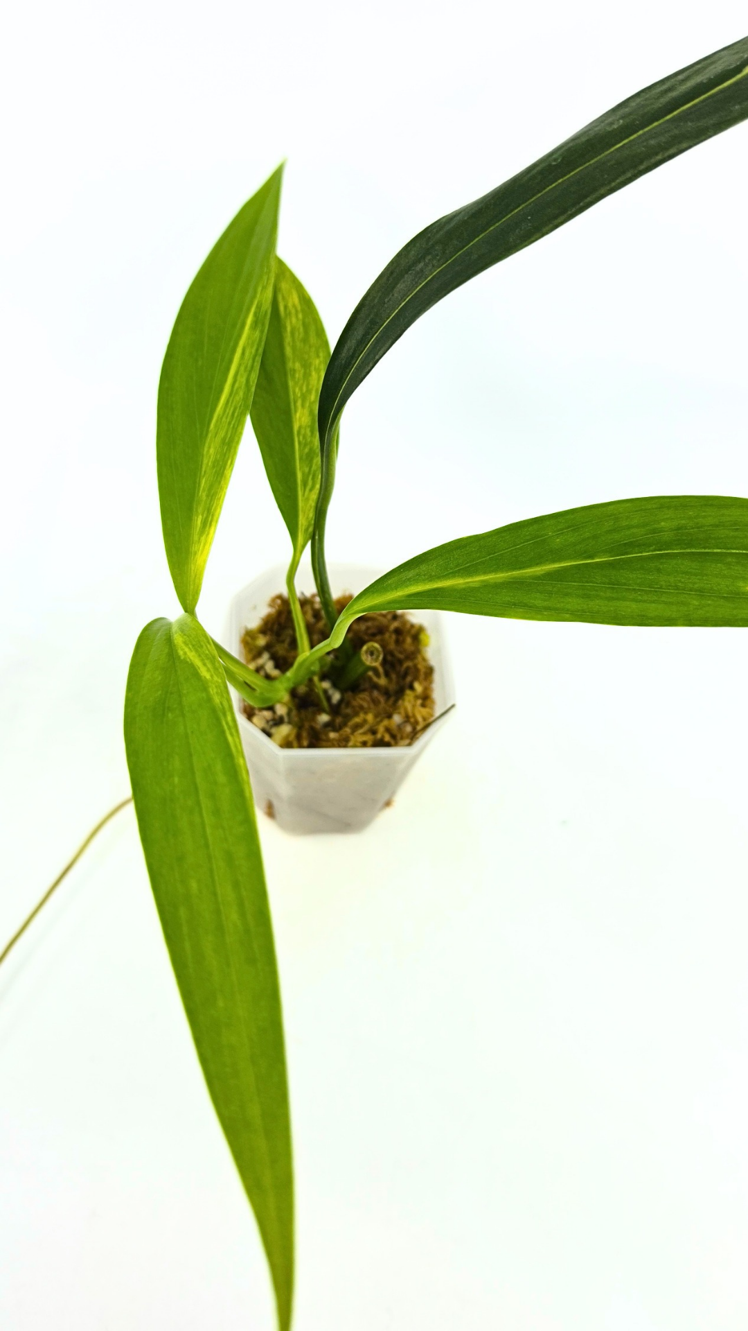 Rare plant Amplissimum Varigated available for sale at rare plant shop The Leaf Gallery in Perth, Western Australia