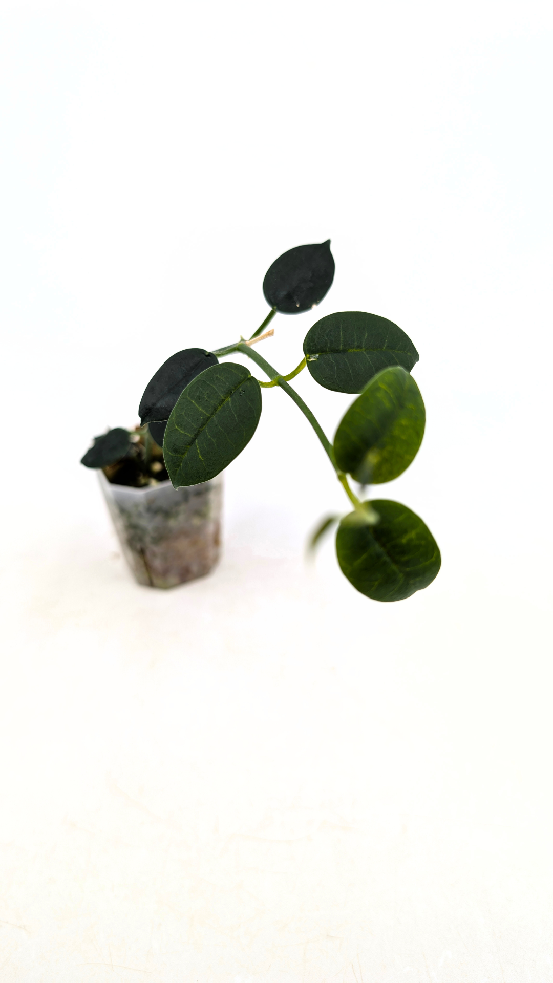 Rare waxplant Hoya Lithophytica available for sale at rare indoor plant shop The Leaf Gallery in Perth, Western Australia