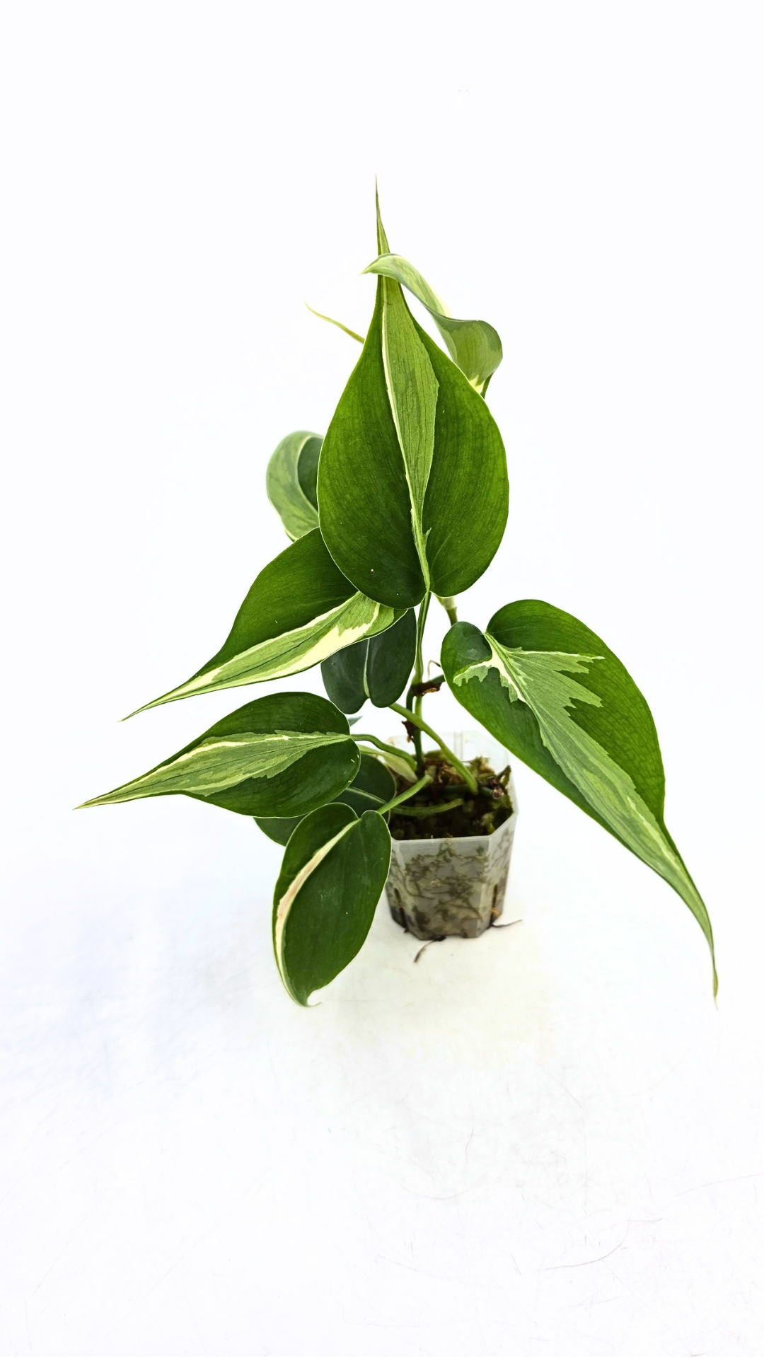 Rare indoor plant Philodendron Rio available at rare plant shop The Leaf Gallery in Perth, Western Australia.