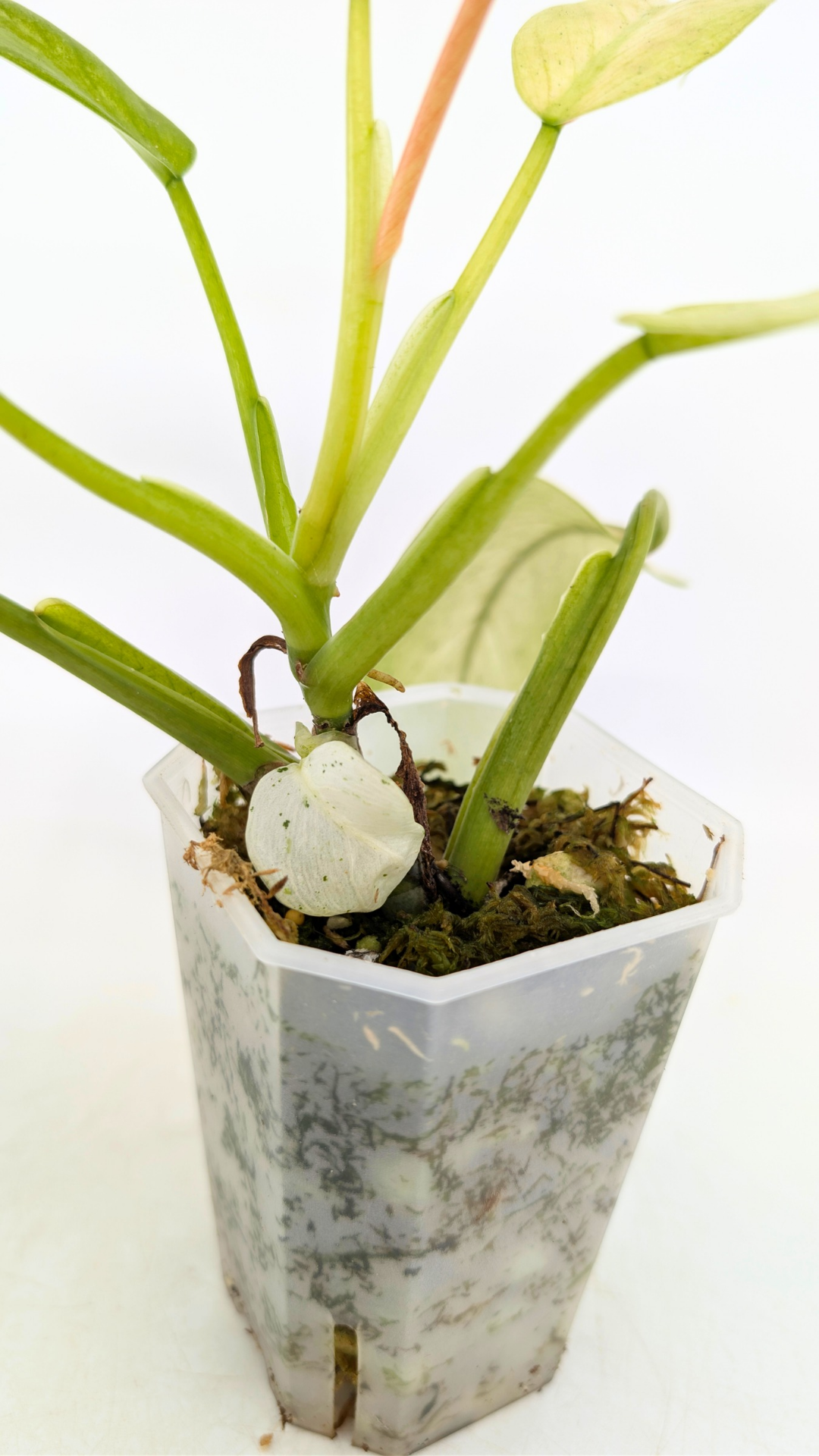 Rare indoor plant Philodendron Whipple Way available for sale at rare plant shop The Leaf Gallery in Perth, Western Australia