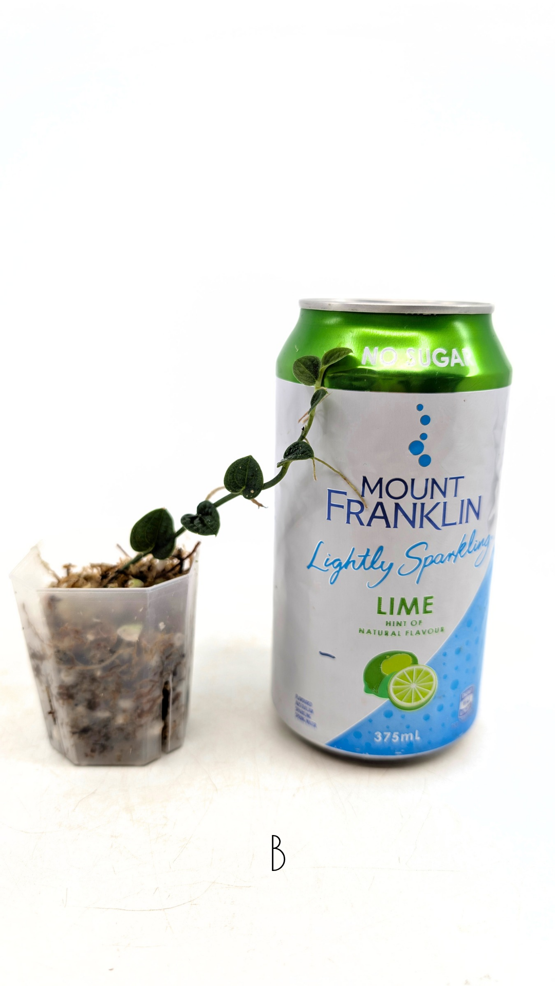 Rare Shingler plant Raphidophora Verstegii or Piper Clypeatum available at rare plant shop The Leaf Gallery in Perth, Western Australia