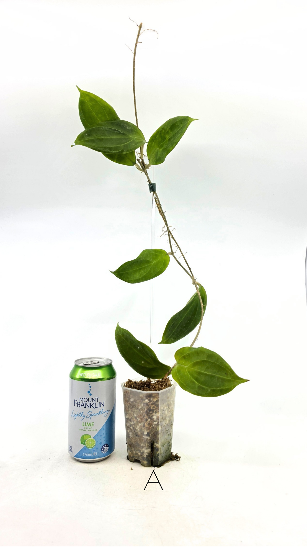 Rare waxplant Hoya UTC033 available for sale at rare indoor plant shop The Leaf Gallery in Perth, Western Australia