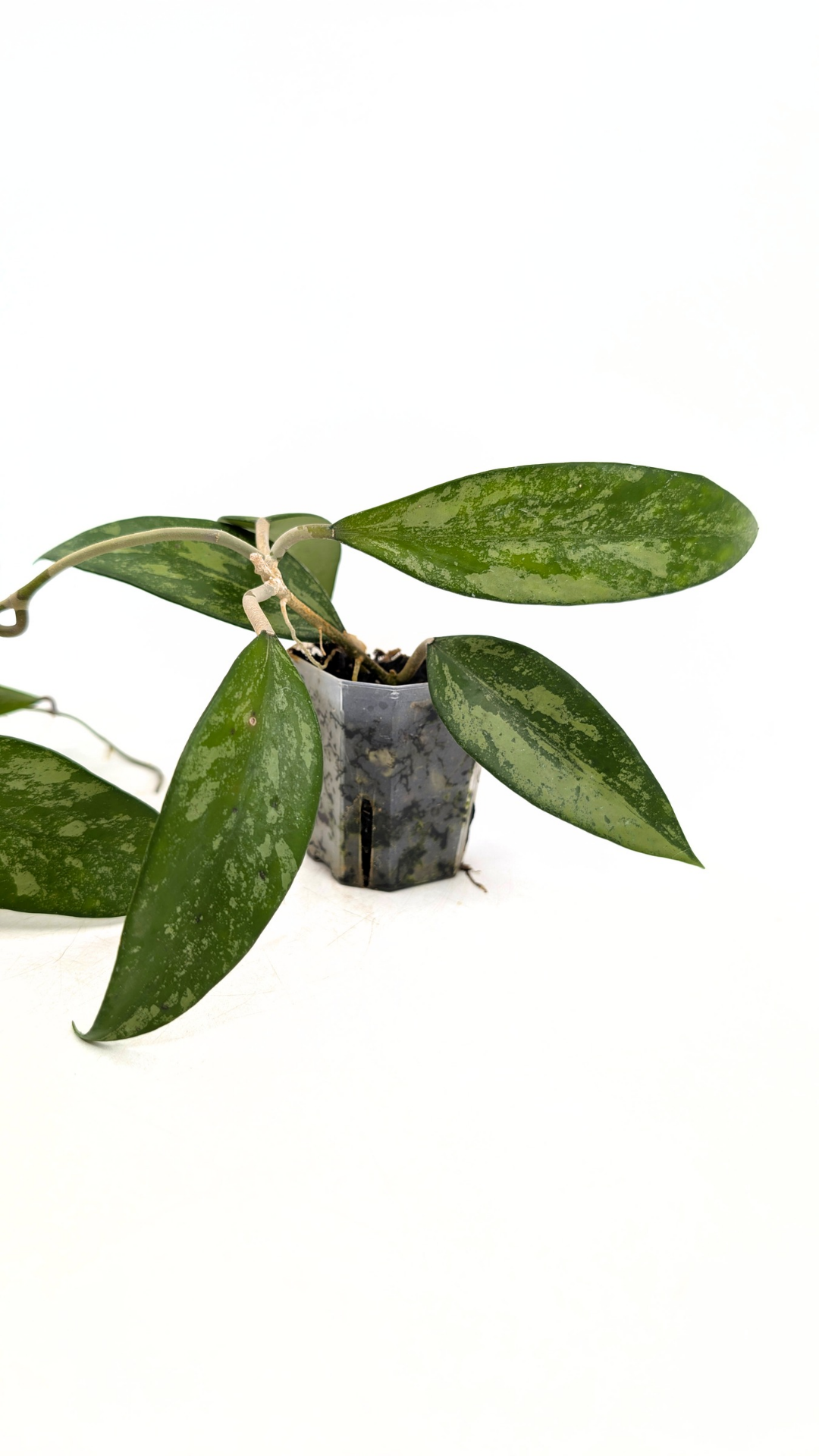 Rare waxplant Hoya Snow Cui available for sale at rare indoor plant shop The Leaf Gallery in Perth, Western Australia