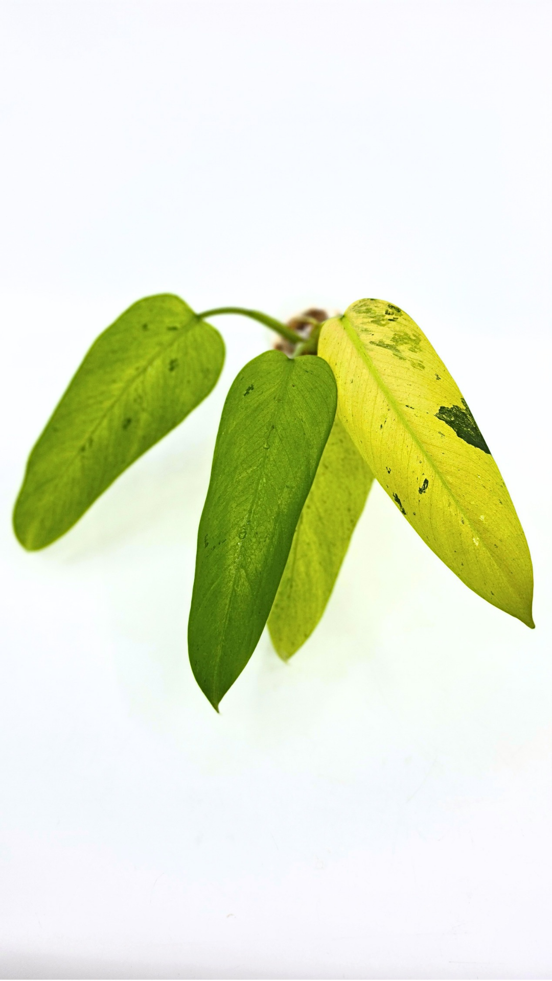 Rare indoor plant Philodendron Whipple Way available for sale at rare plant shop The Leaf Gallery in Perth, Western Australia