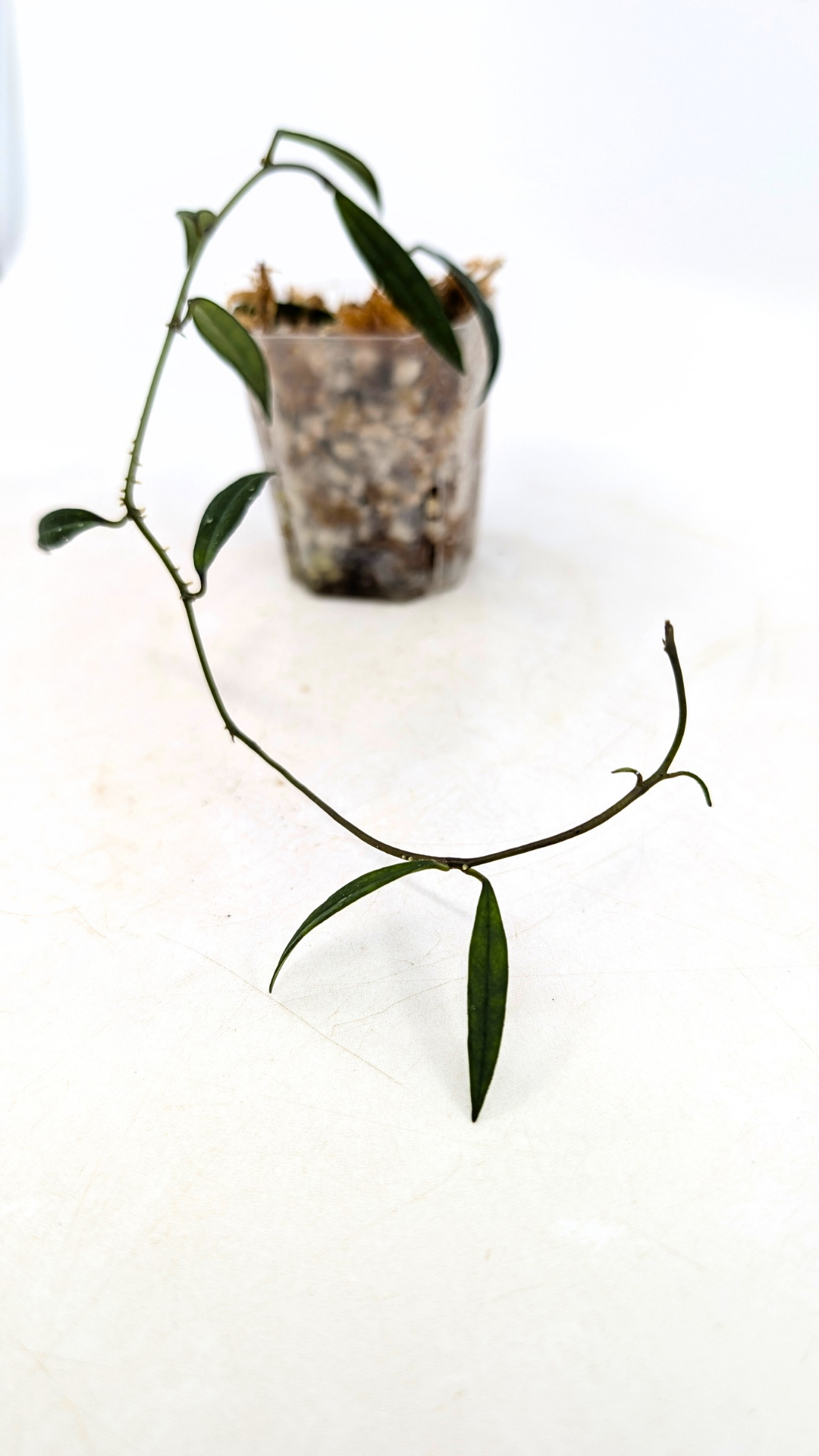 Uncommon waxplant Hoya Pauciflora available for sale at rare indoor plan shop The Leaf Gallery in Perth, Western Australia