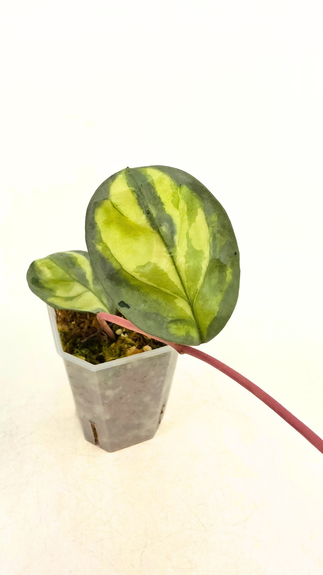 Ultra rare waxplant Hoya Argentea Princess available at rare hoya shop the Leaf Gallery in Perth, Western Australia. Rare hoya Argentea Princess is a varigated form of Hoya Nova Ghost.