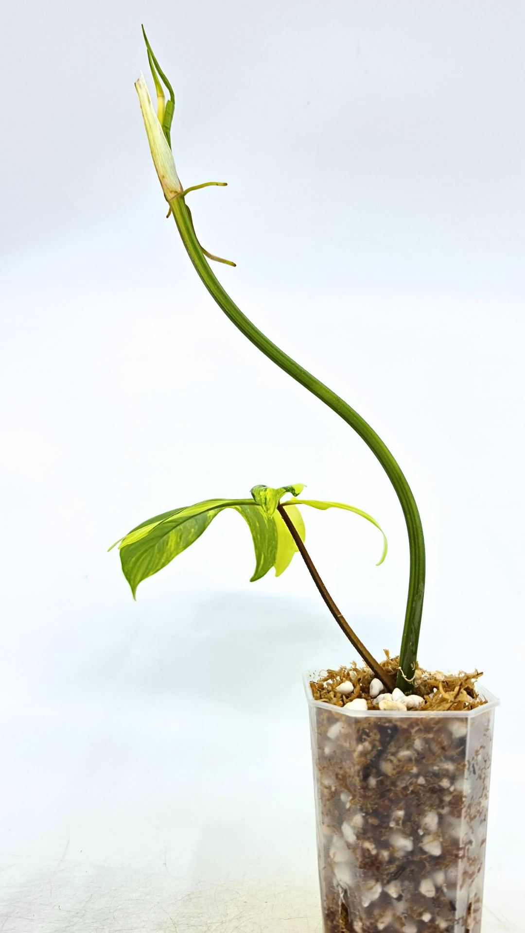 Rare indoor plant Philodendron Florida Beauty Varigated available at rare plant shop The Leaf Gallery in Perth, Western Australia