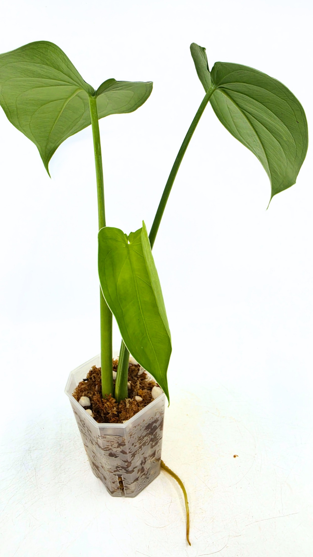 Rare indoor plant Syngonium Chiapense  available from rare houseplant shop The Leaf Gallery in Perth, Western Australia