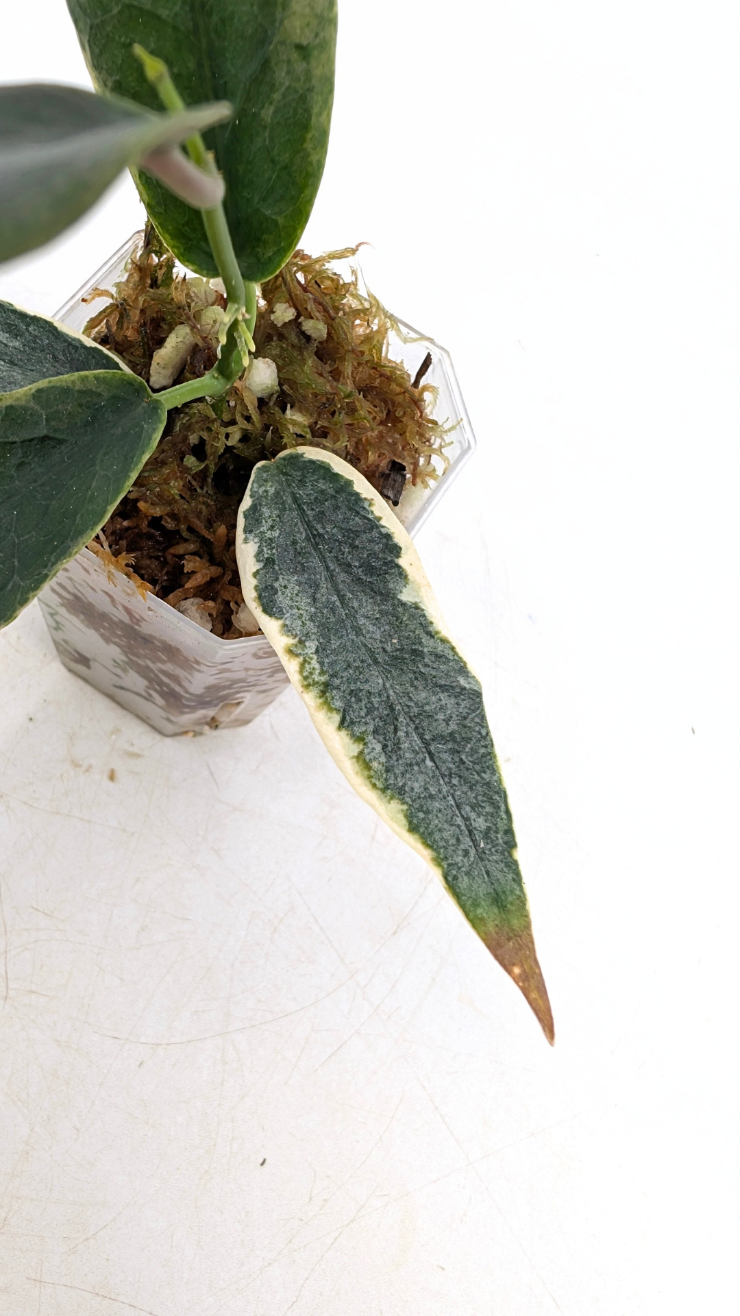 Rare waxplant Hoya Archboldiana Albomarginata available for sale at rare indoor plant shop The Leaf Gallery in Perth, Western Australia