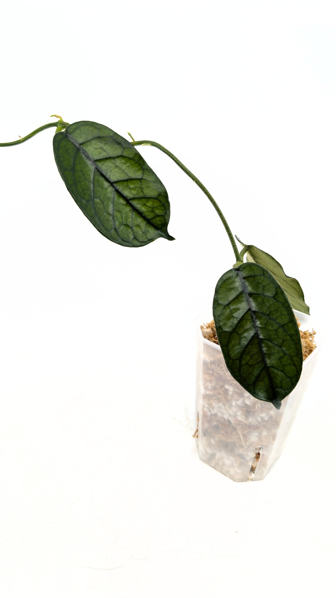 Rare waxplant Hoya Globulosa Cao Bang available for sale at rare plant shop The Leaf Gallery in Perth, Western Australia